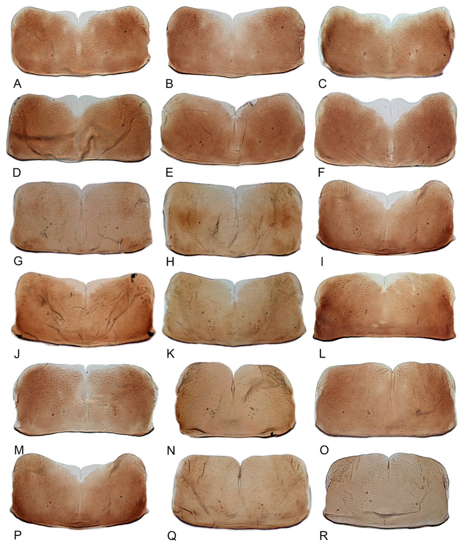 Insects 12 00514 g024
