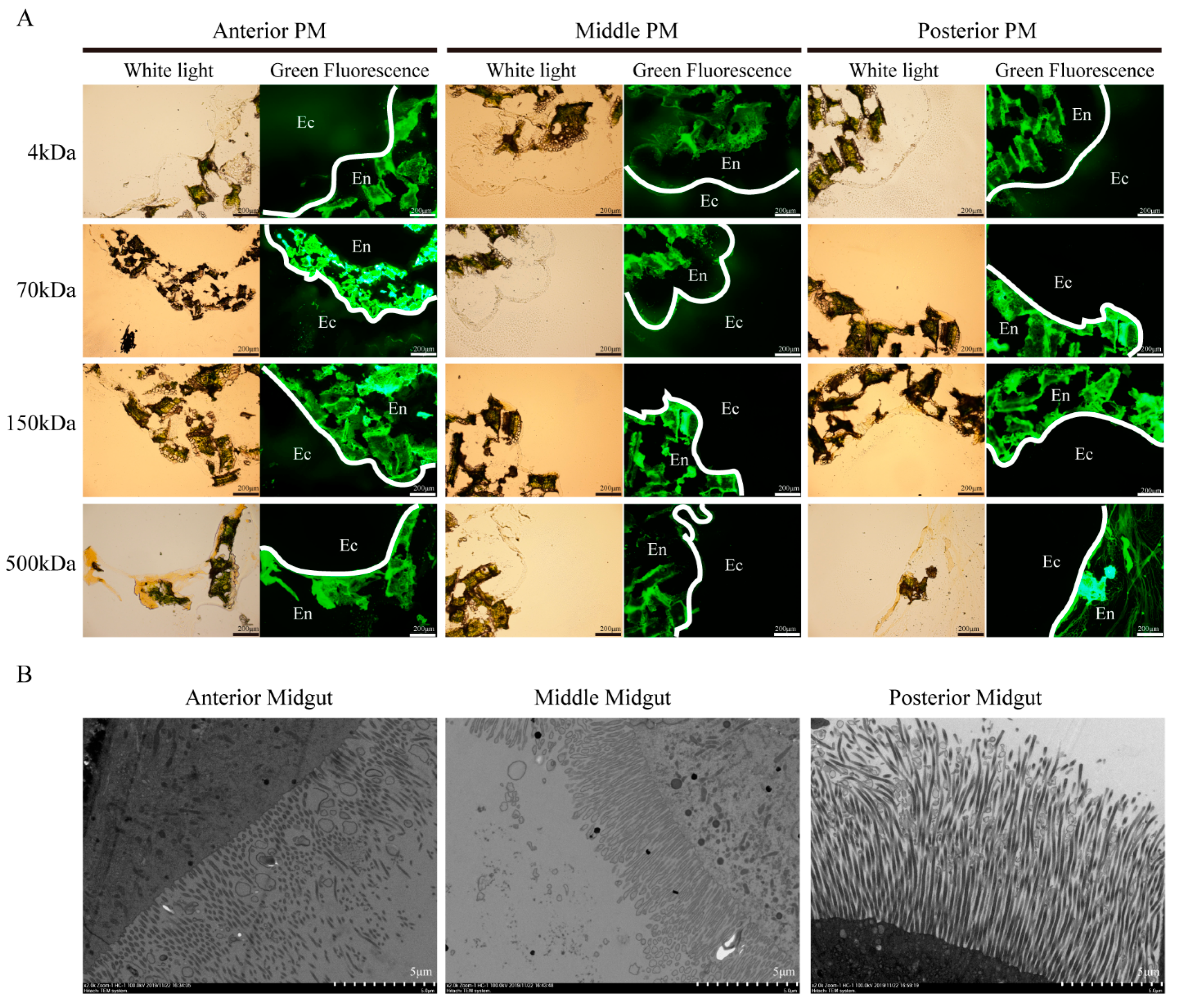 Insects 12 00516 g001 Insects 12 00516 g001