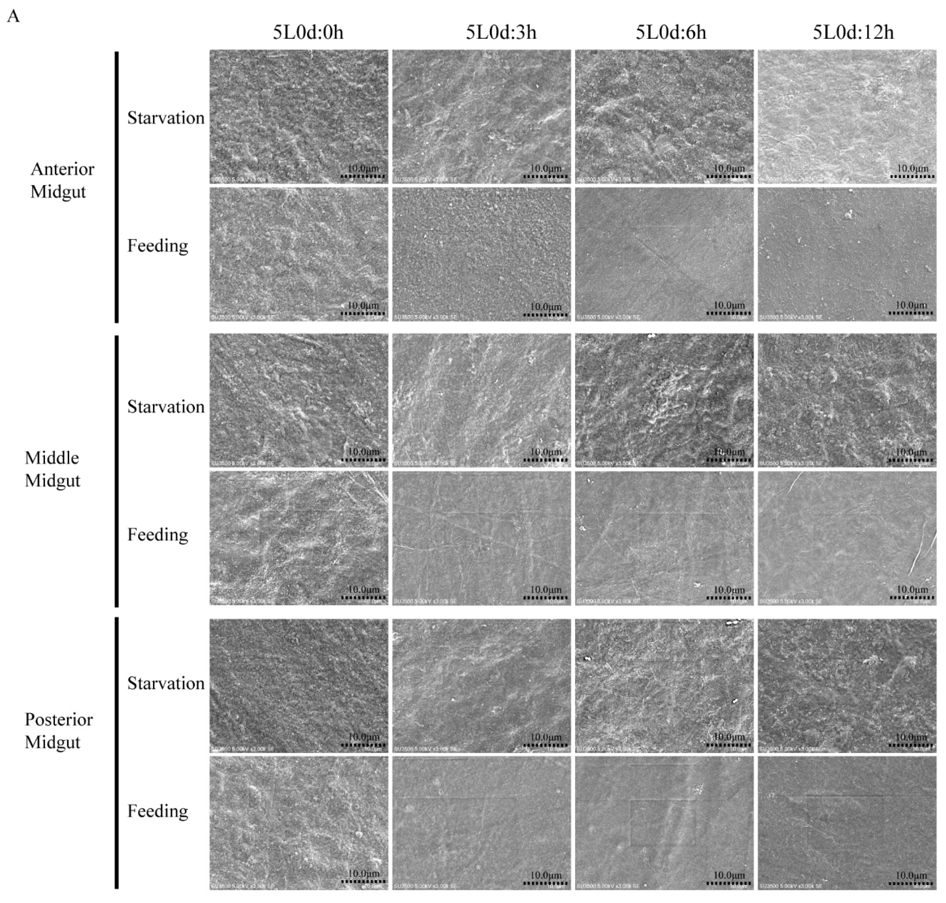 Insects 12 00516 g003a Insects 12 00516 g003a