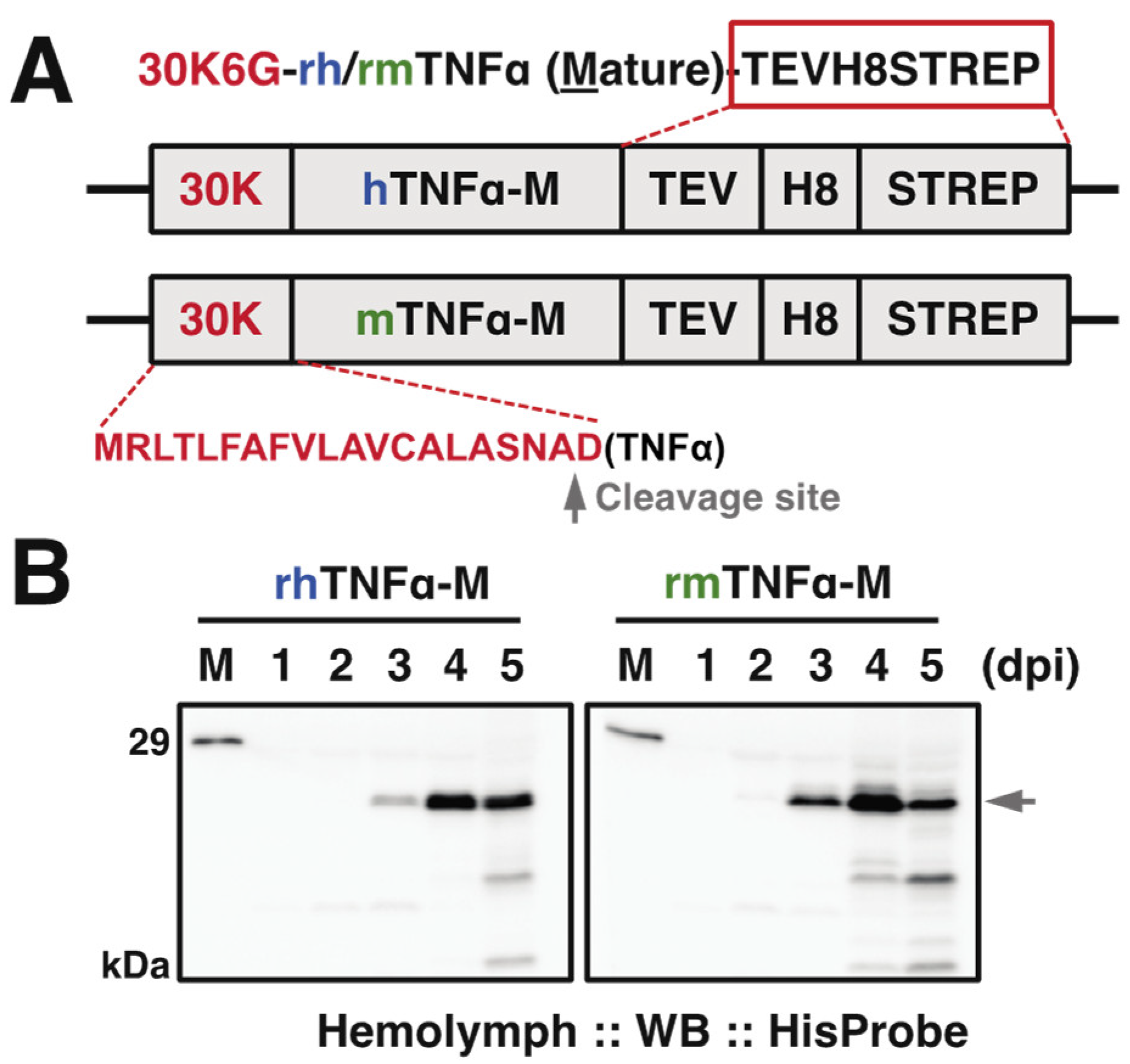 Insects 12 00517 g001 Insects 12 00517 g001
