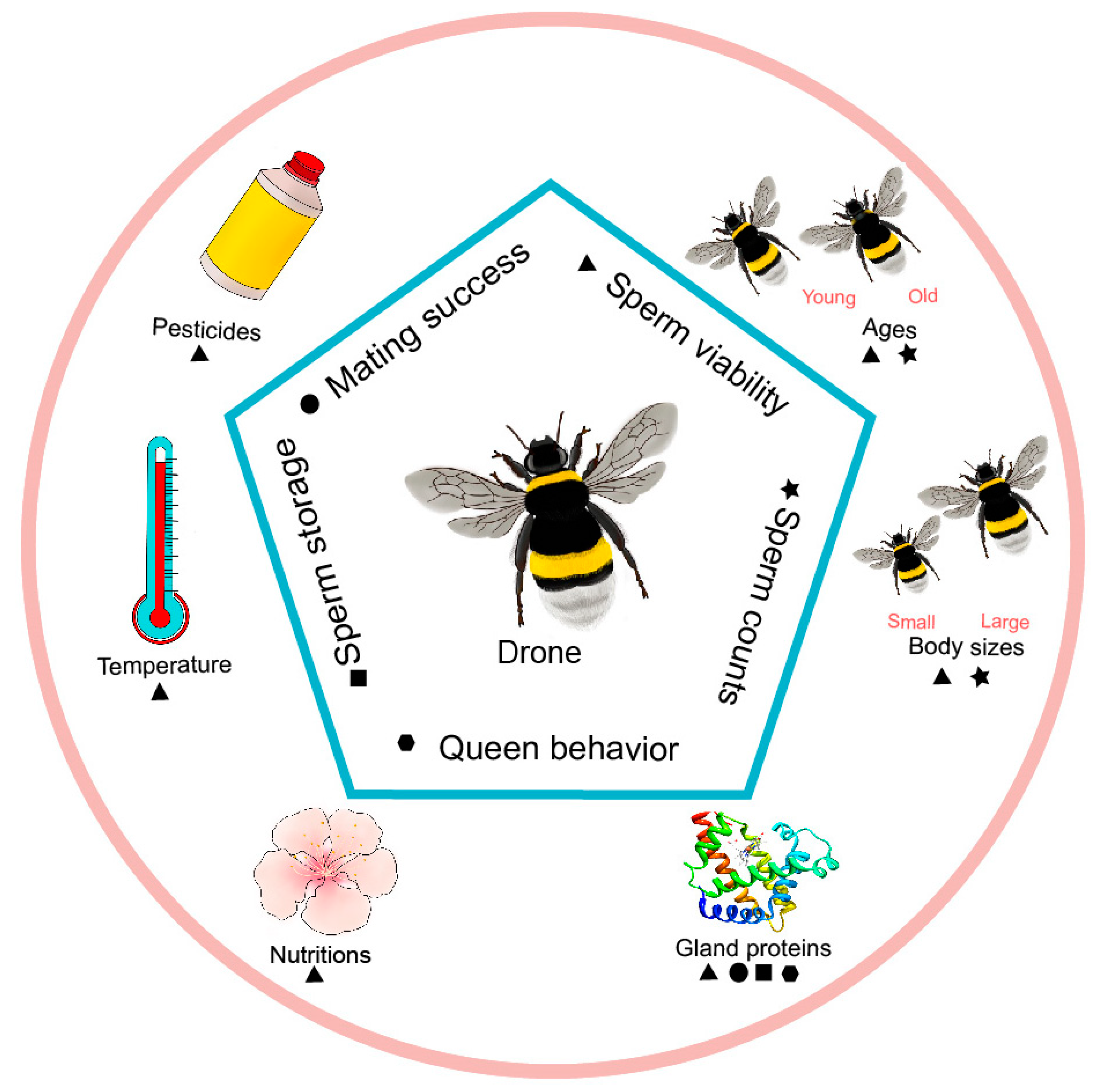 IV. The Lifecycle of Honey Production