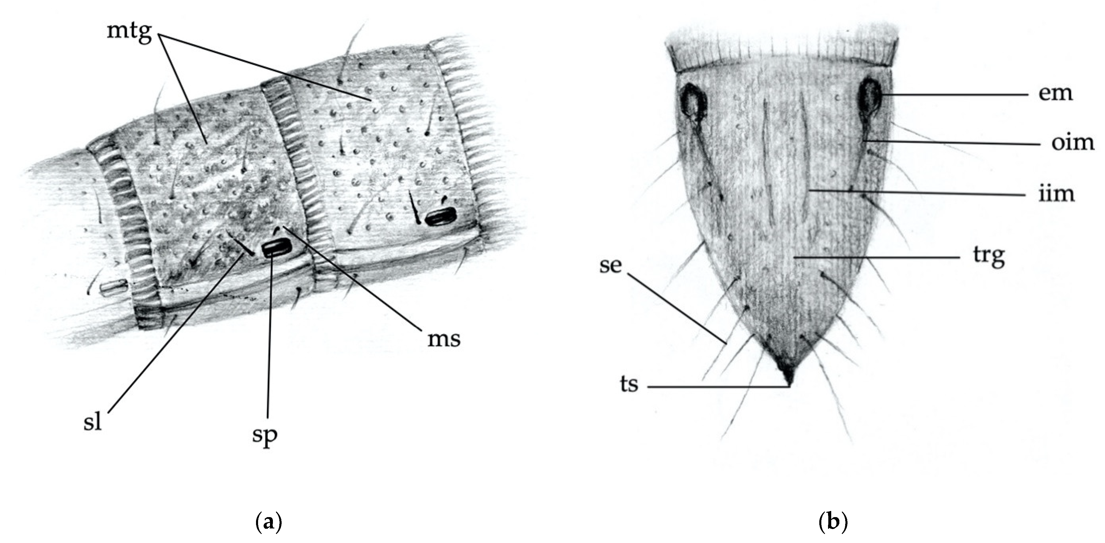 Insects 12 00534 g003 Insects 12 00534 g003