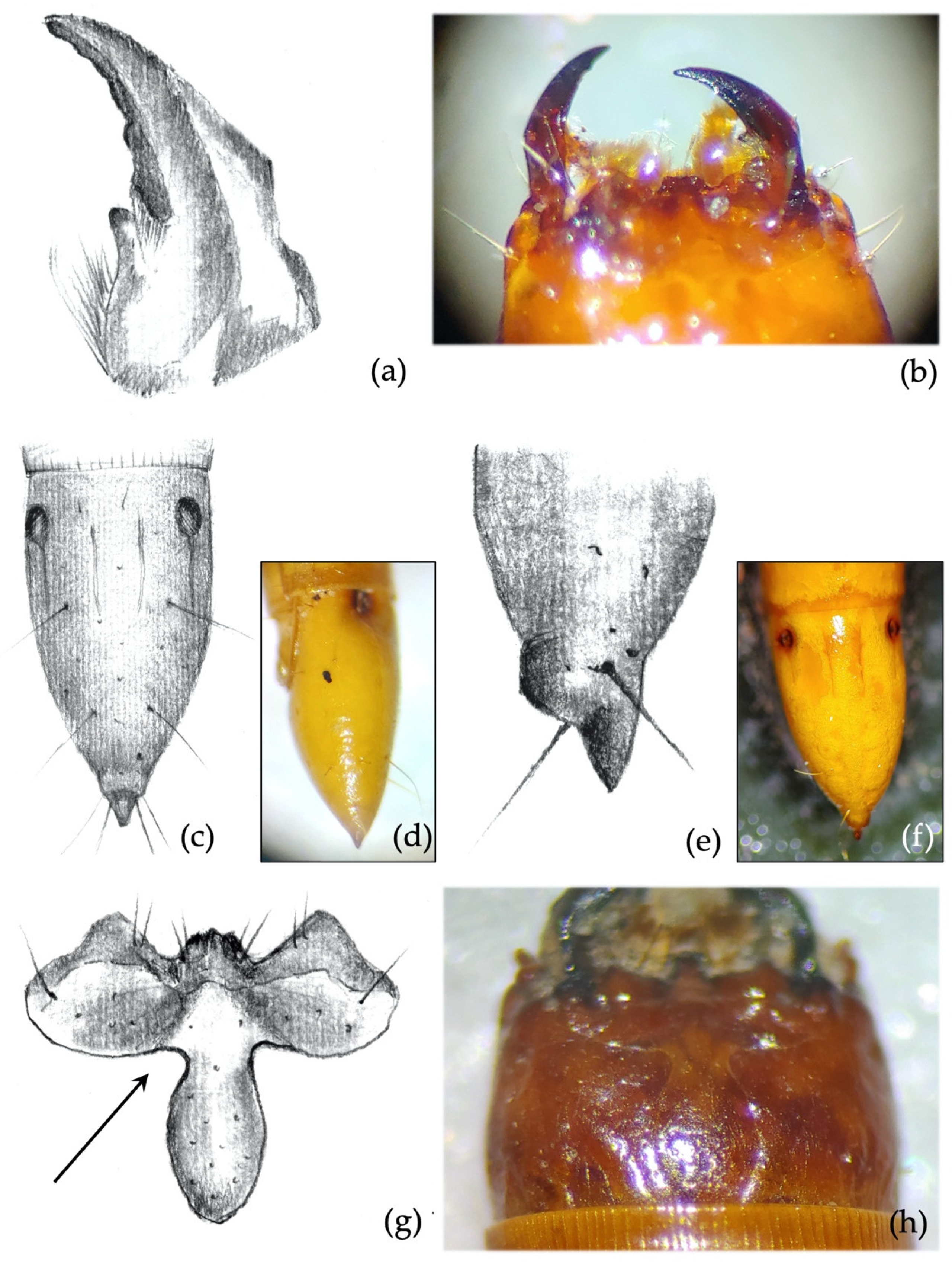 Insects 12 00534 g006 Insects 12 00534 g006