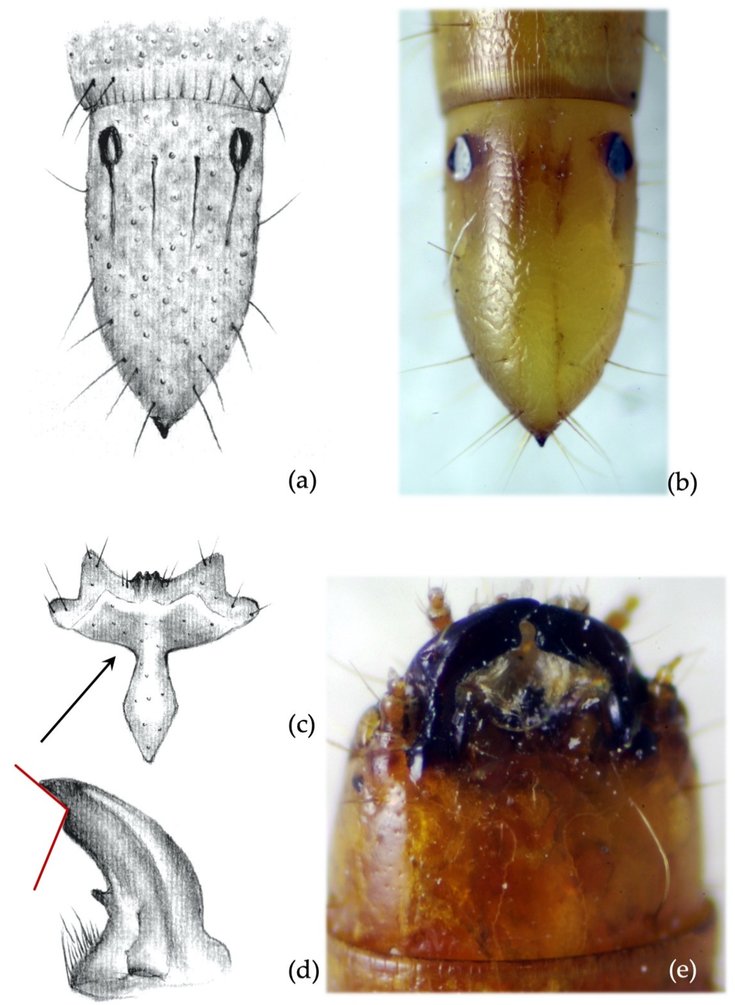 Insects 12 00534 g008 Insects 12 00534 g008