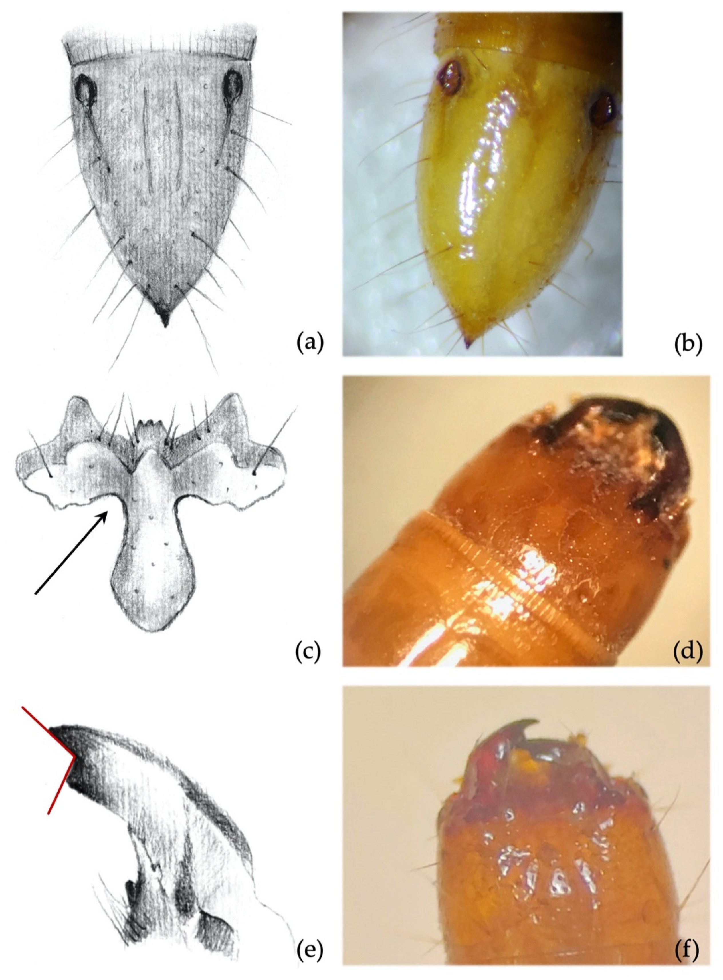 Insects 12 00534 g009 Insects 12 00534 g009