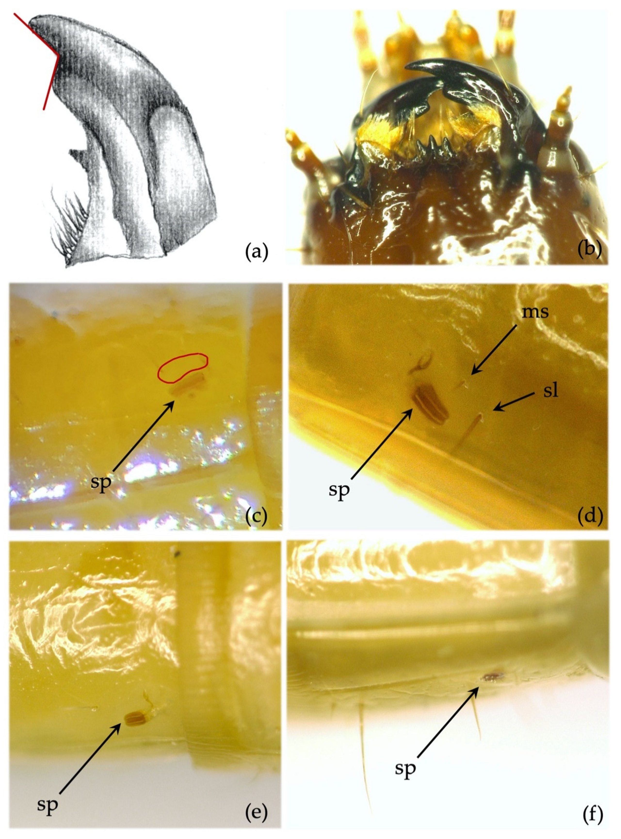Insects 12 00534 g010 Insects 12 00534 g010