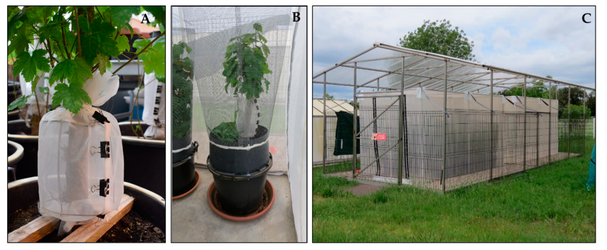 Insects 12 00535 g002 Insects 12 00535 g002