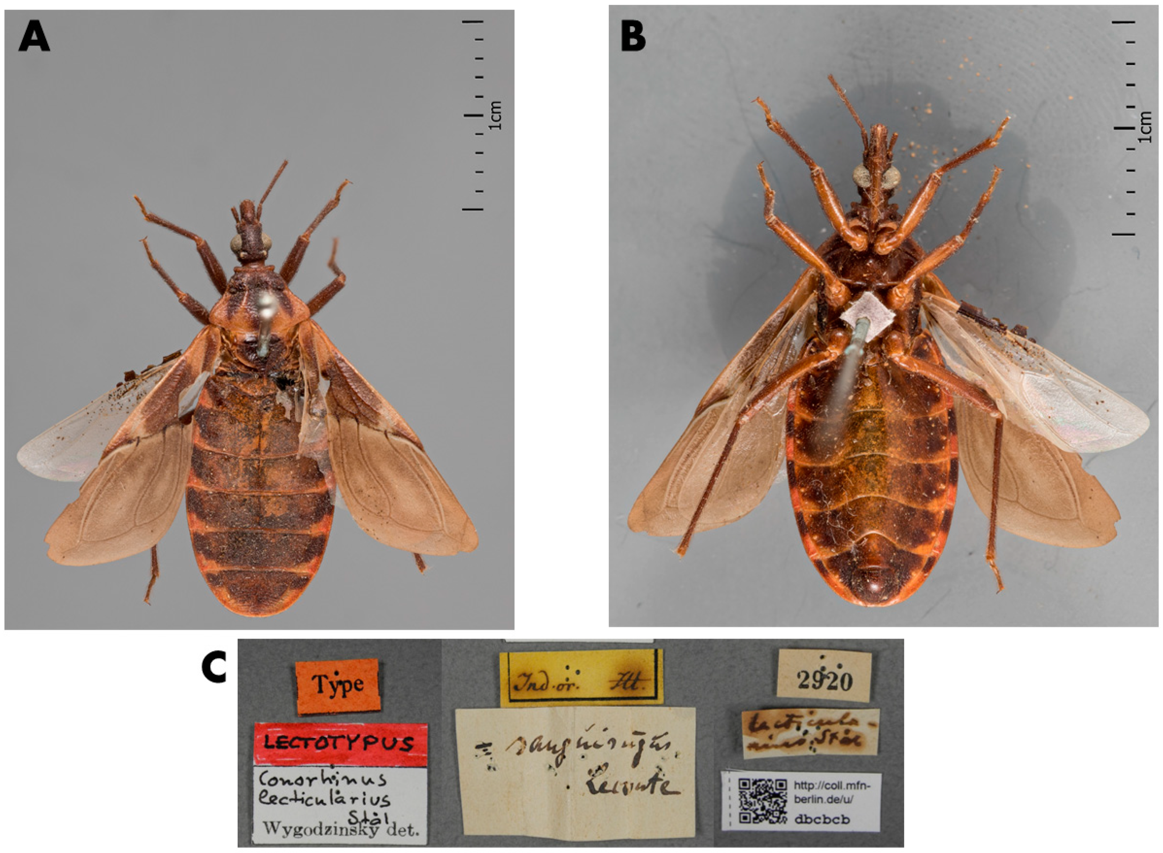 Insects 12 00538 g001 Insects 12 00538 g001