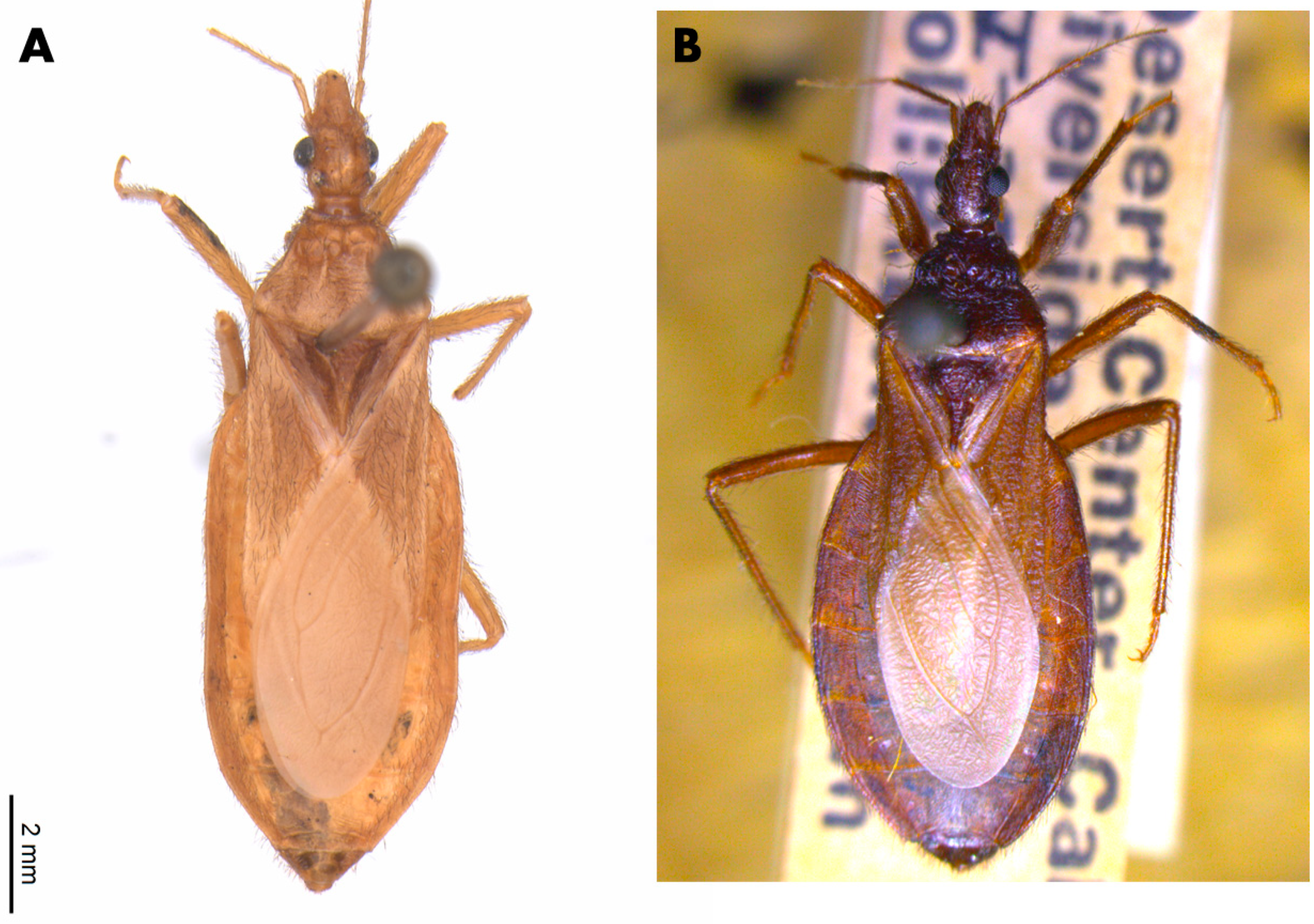 Insects 12 00538 g006 Insects 12 00538 g006