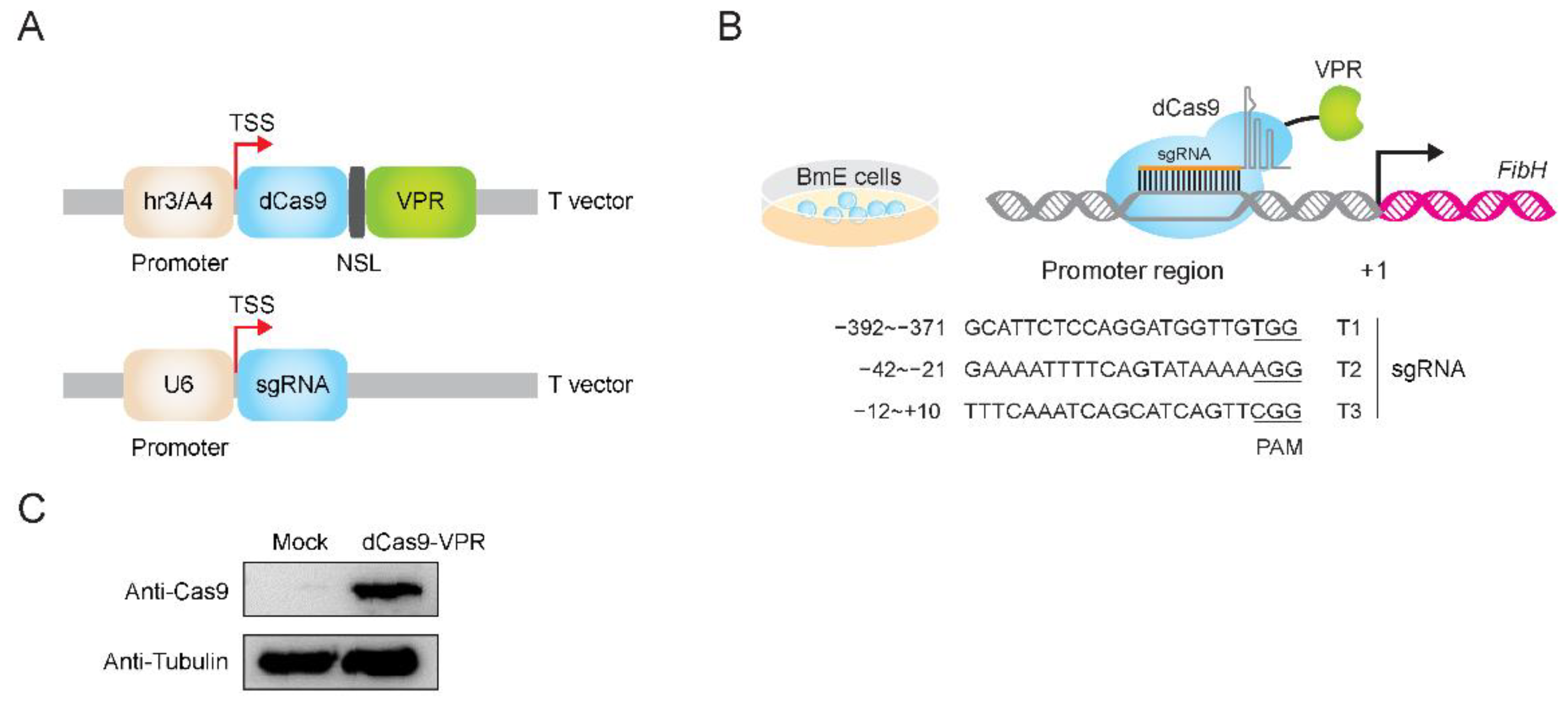 CRISPR-Mediated Endogenous Activation of Fibroin Heavy Chain