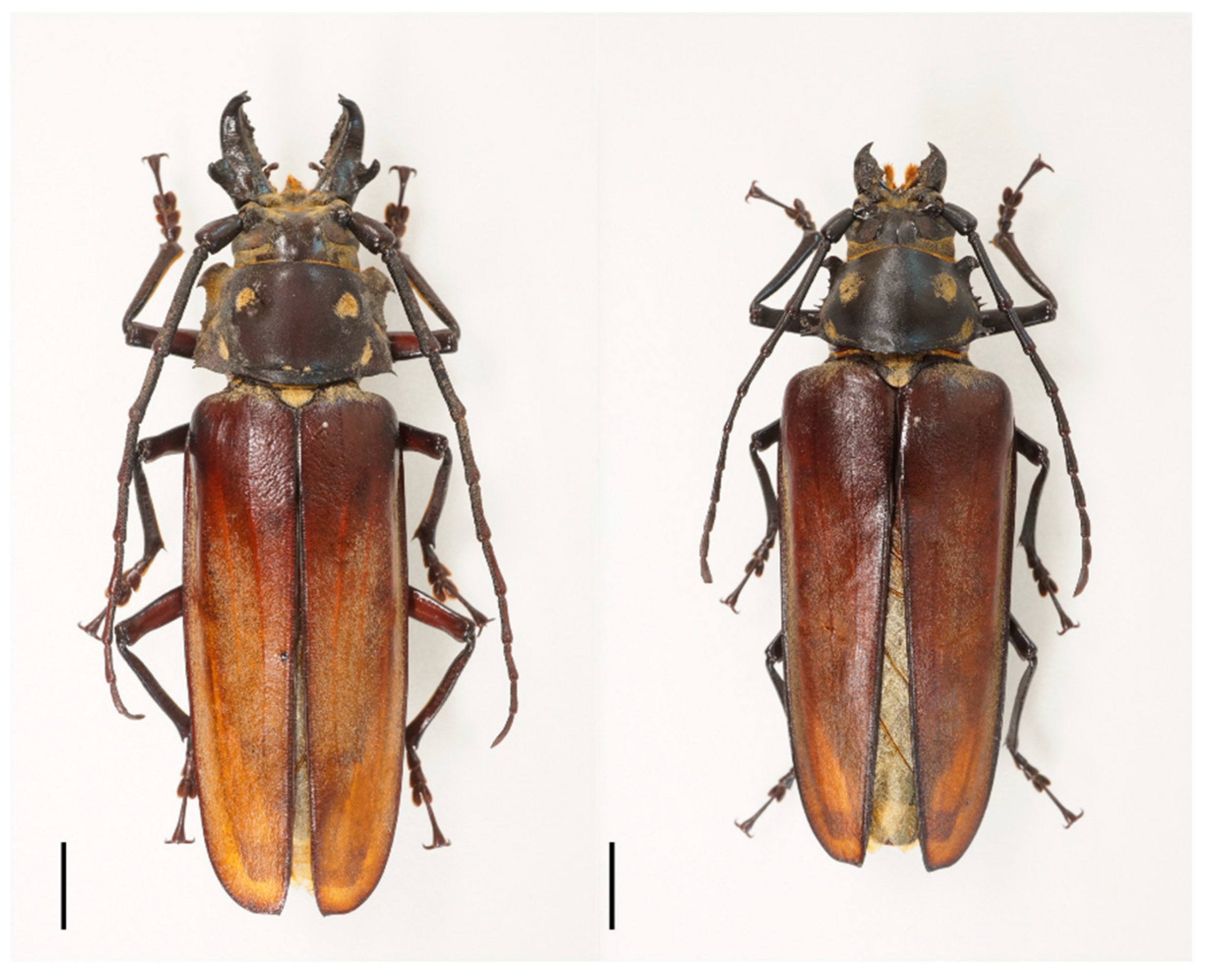 Insects 12 00555 g001