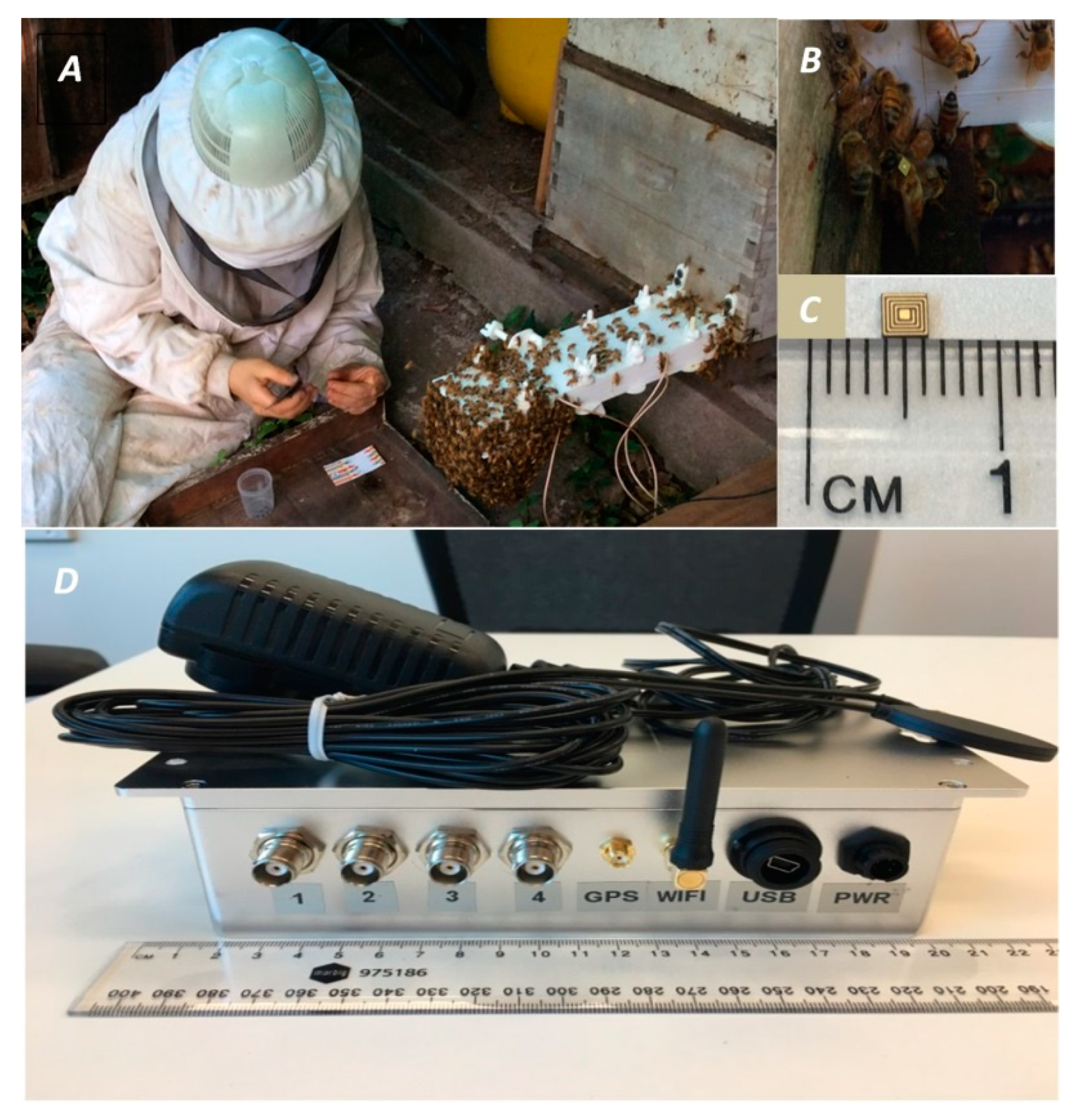 Insects 12 00566 g002