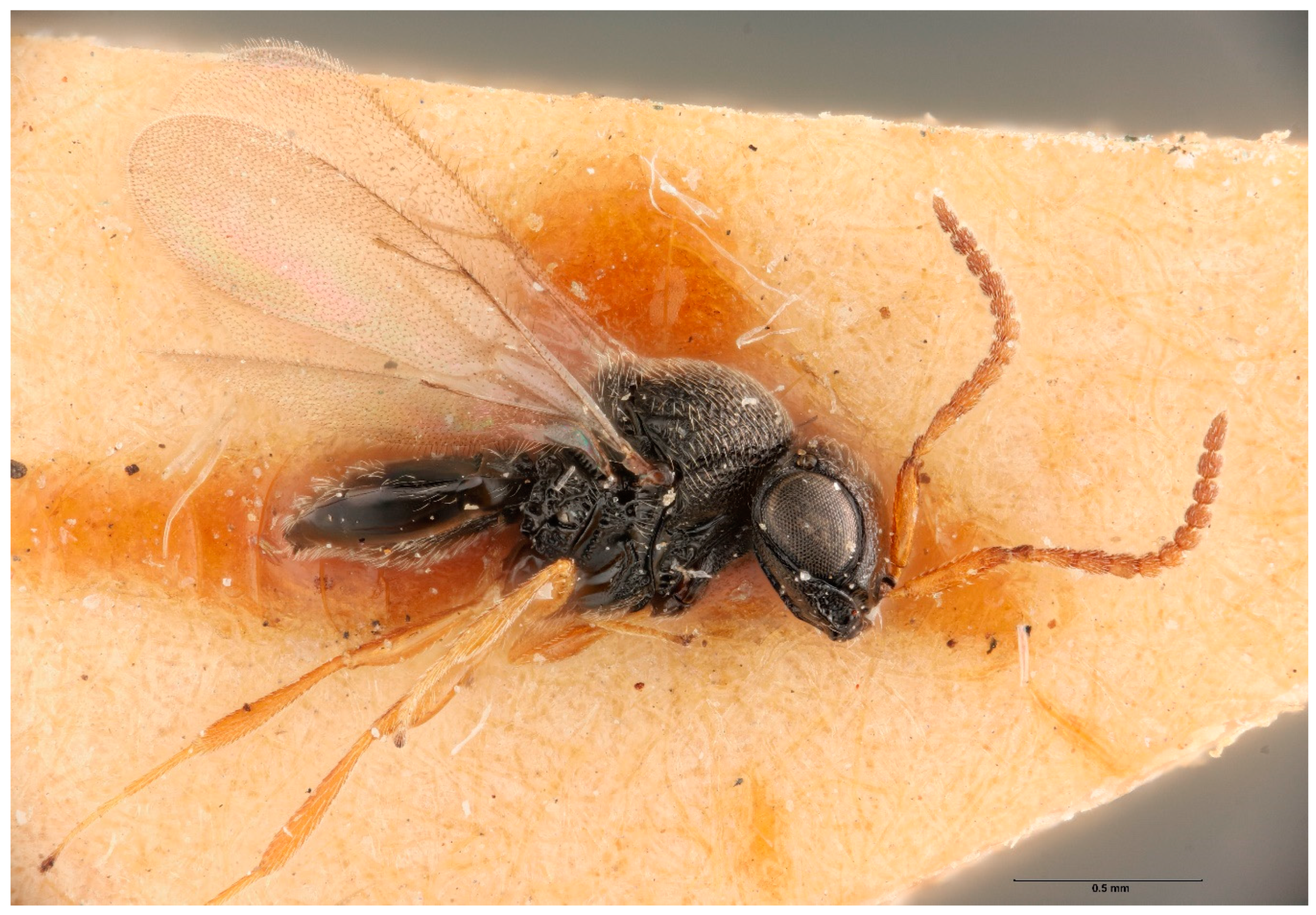 Preempting the Arrival of the Brown Marmorated Stink Bug