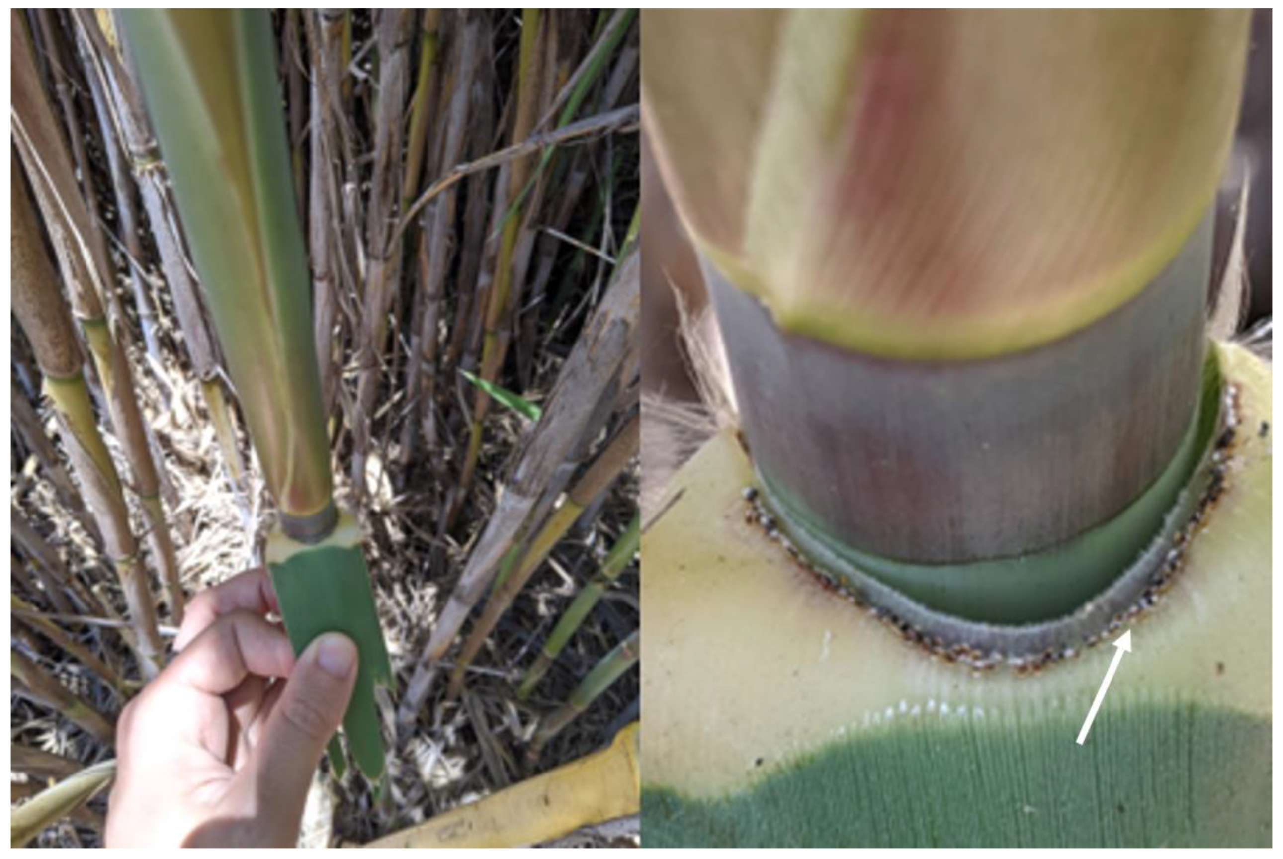 Insects 12 00588 g001