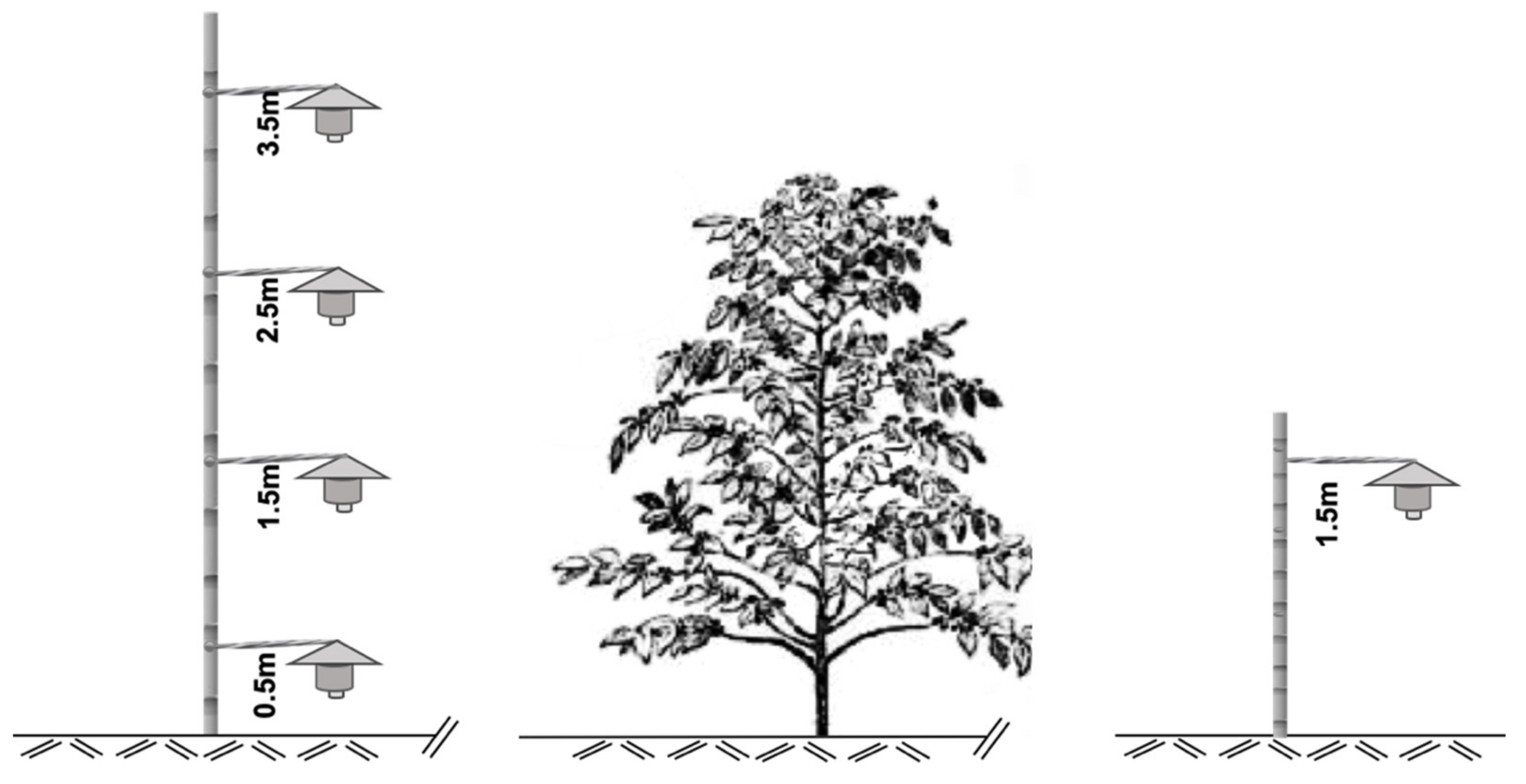 Insects 12 00607 g001