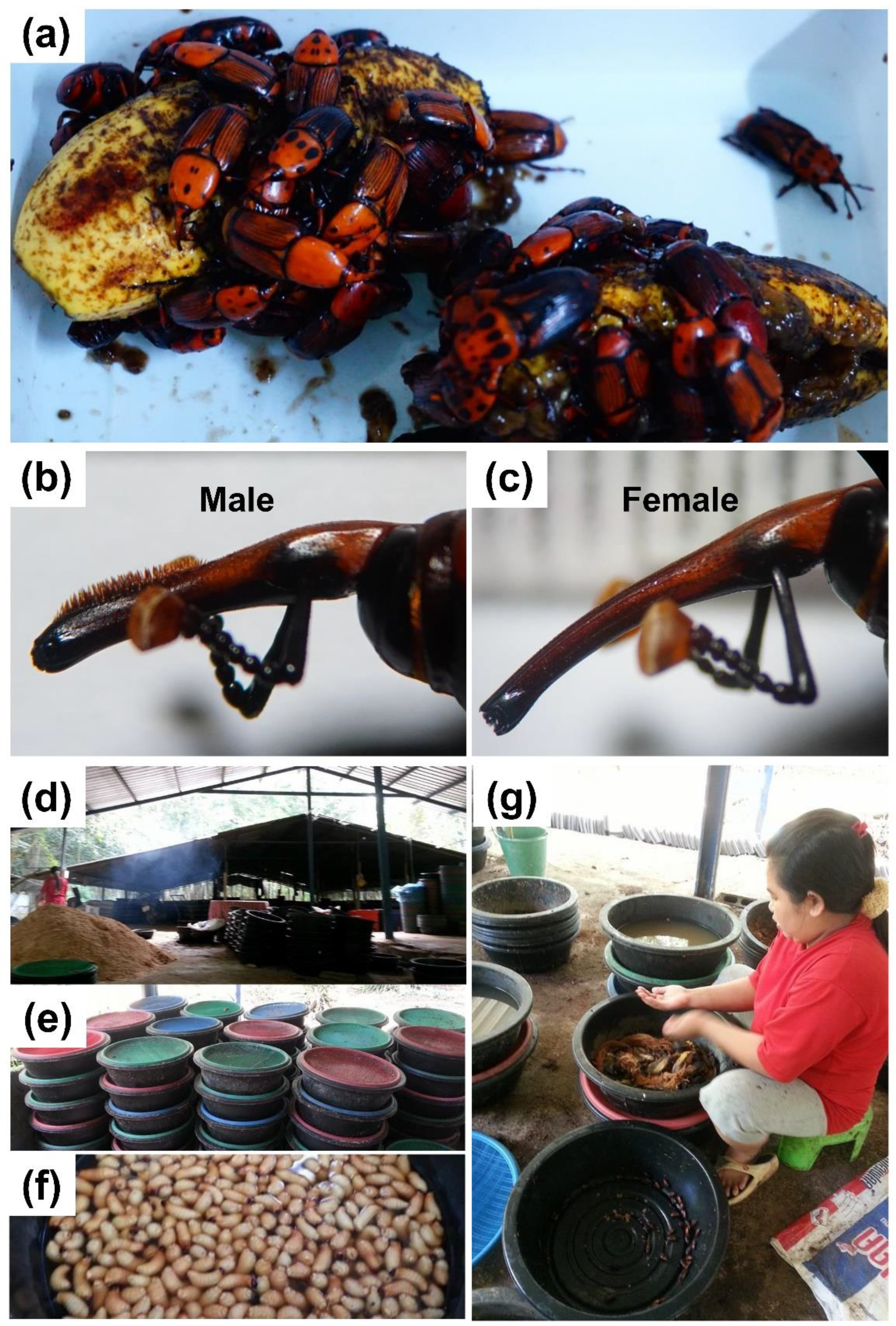 Insects 12 00611 g001