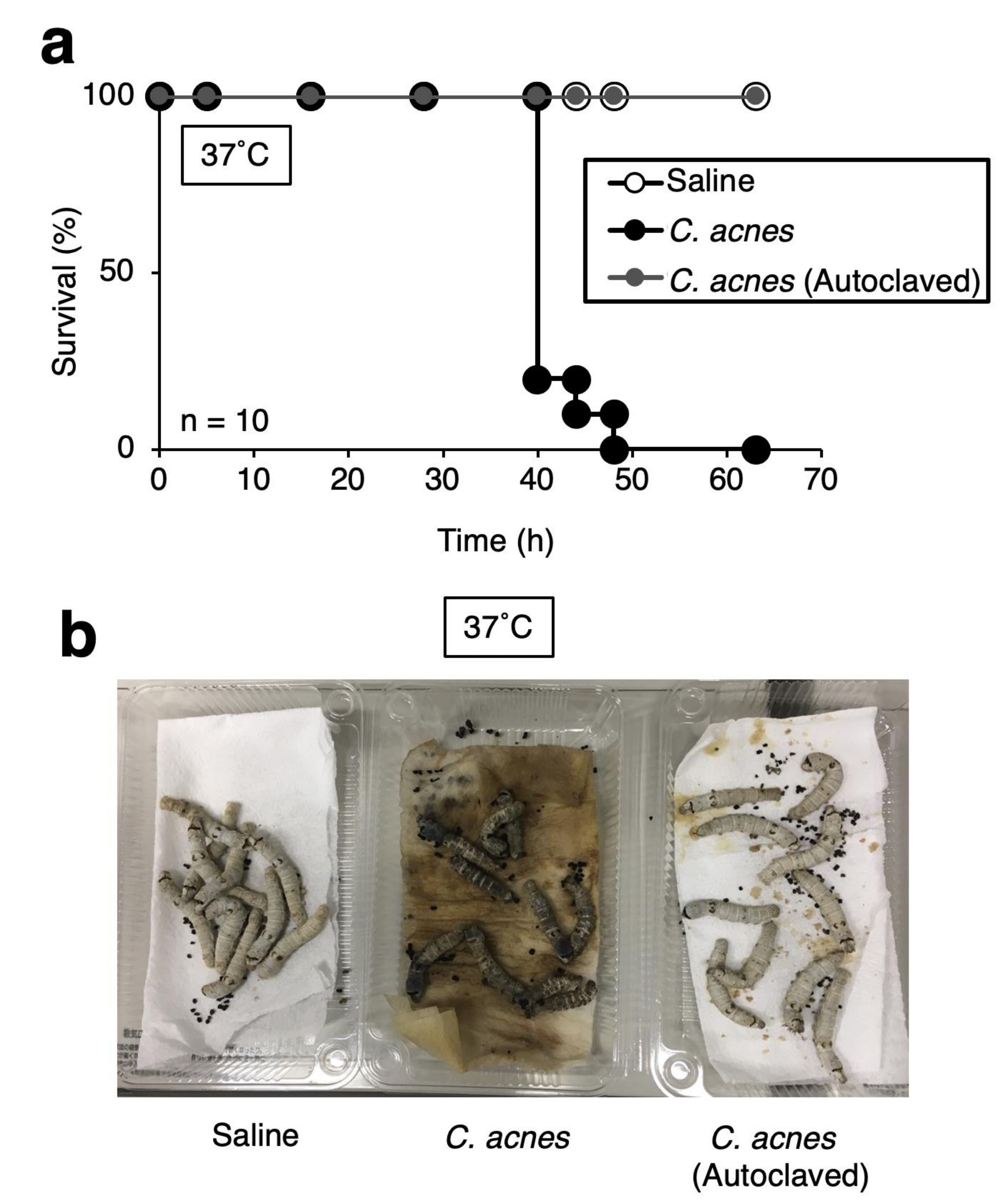 Insects 12 00619 g004 550