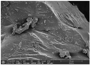 Insects 12 00633 i004 Insects 12 00633 i004