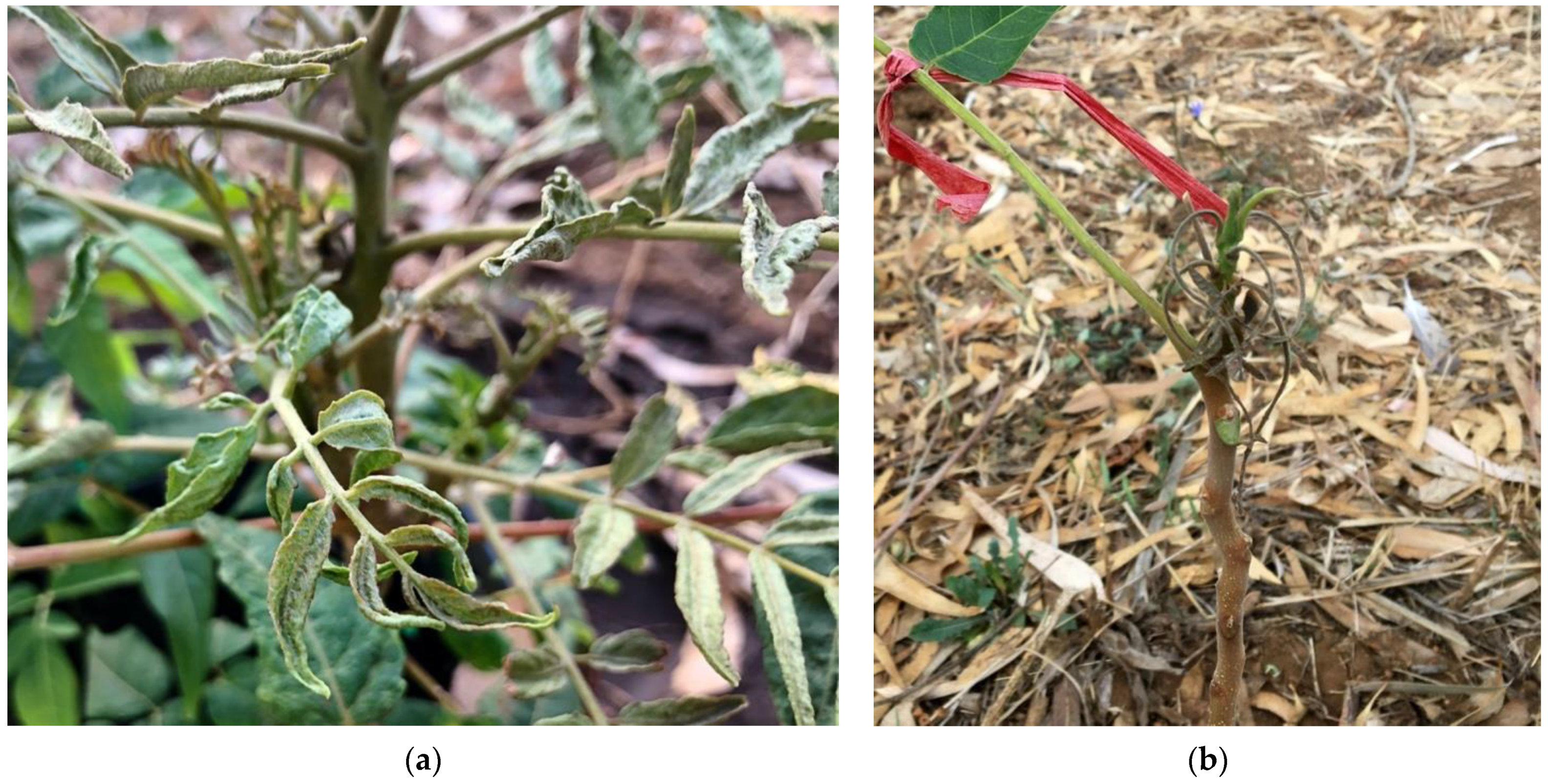 Insects 12 00637 g004