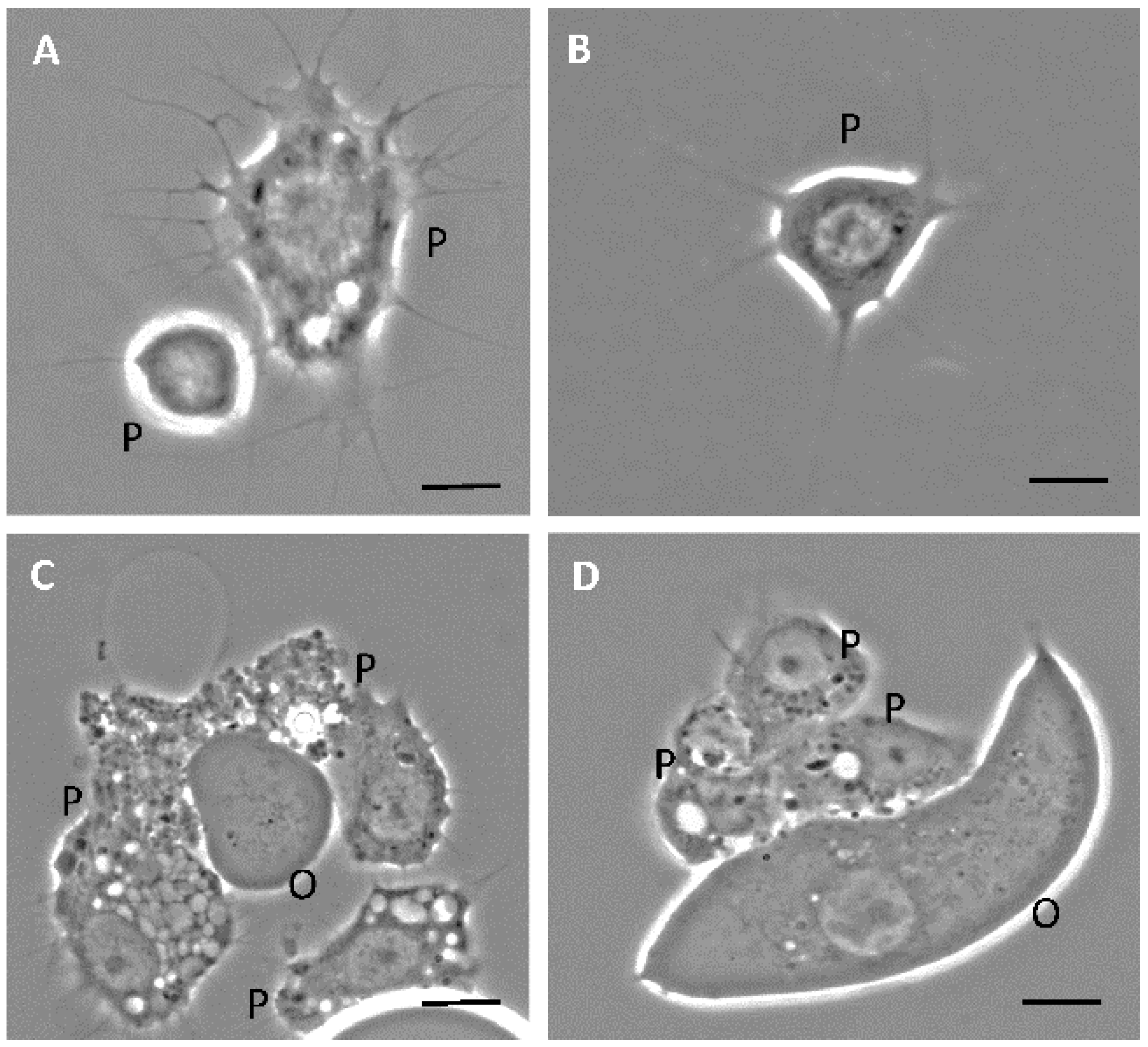 Insects 12 00640 g001