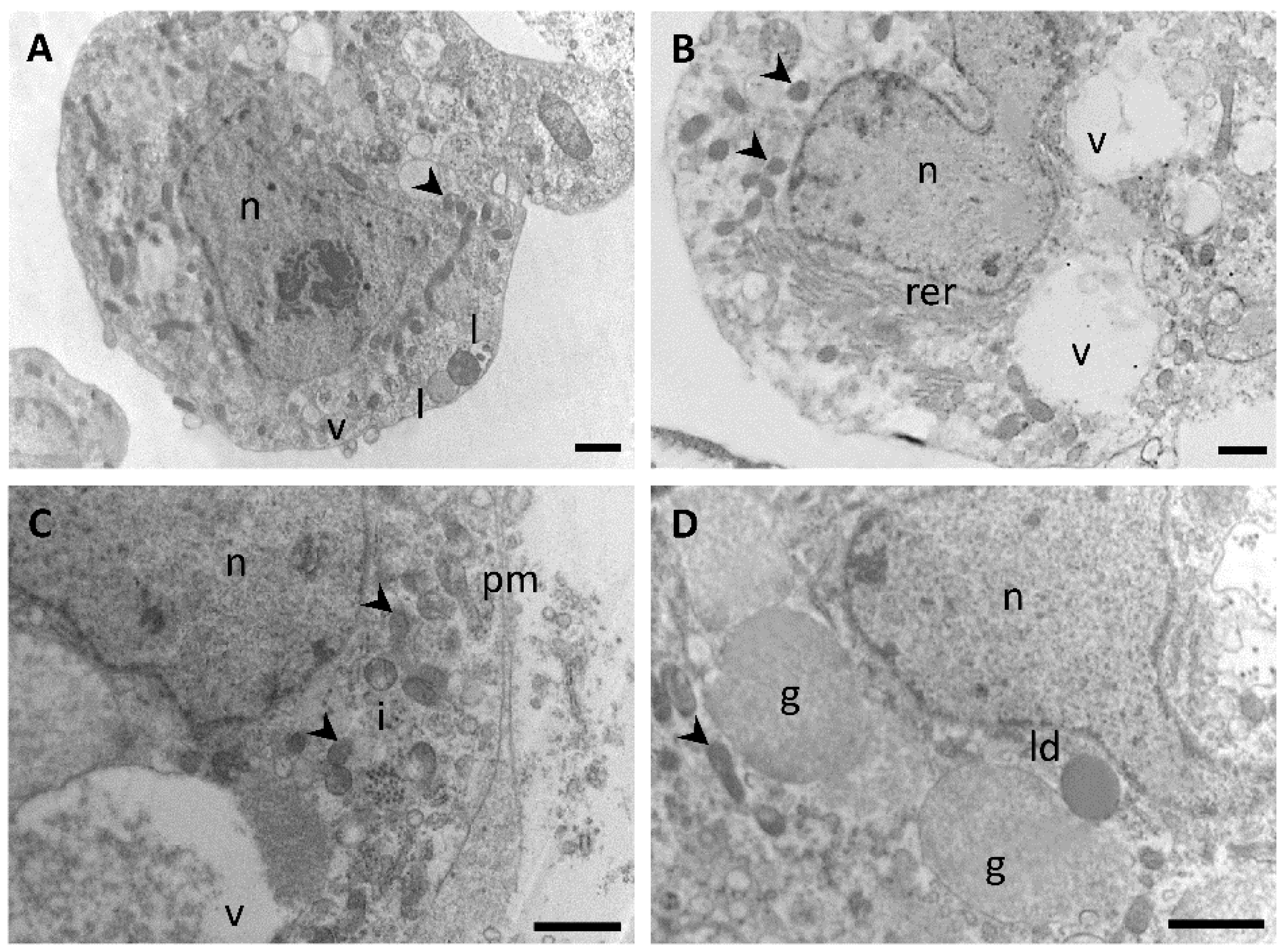 Insects 12 00640 g004