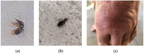 Insects | Free Full-Text | Kissing Bug Intrusions into Homes in the Southwest United States Insects | Free Full-Text | Kissing Bug Intrusions into Homes in the Southwest United States