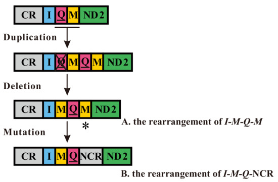 Insight into the Phylogenetic Relationships among Three