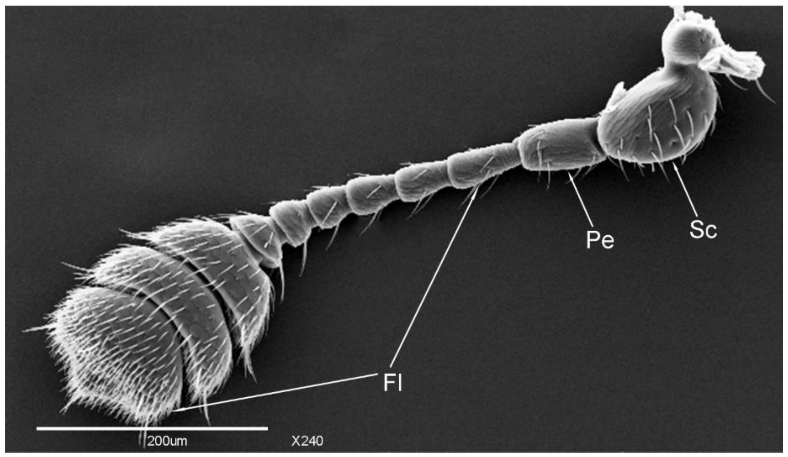 Insects Free FullText Scanning Electron Microscope Study of