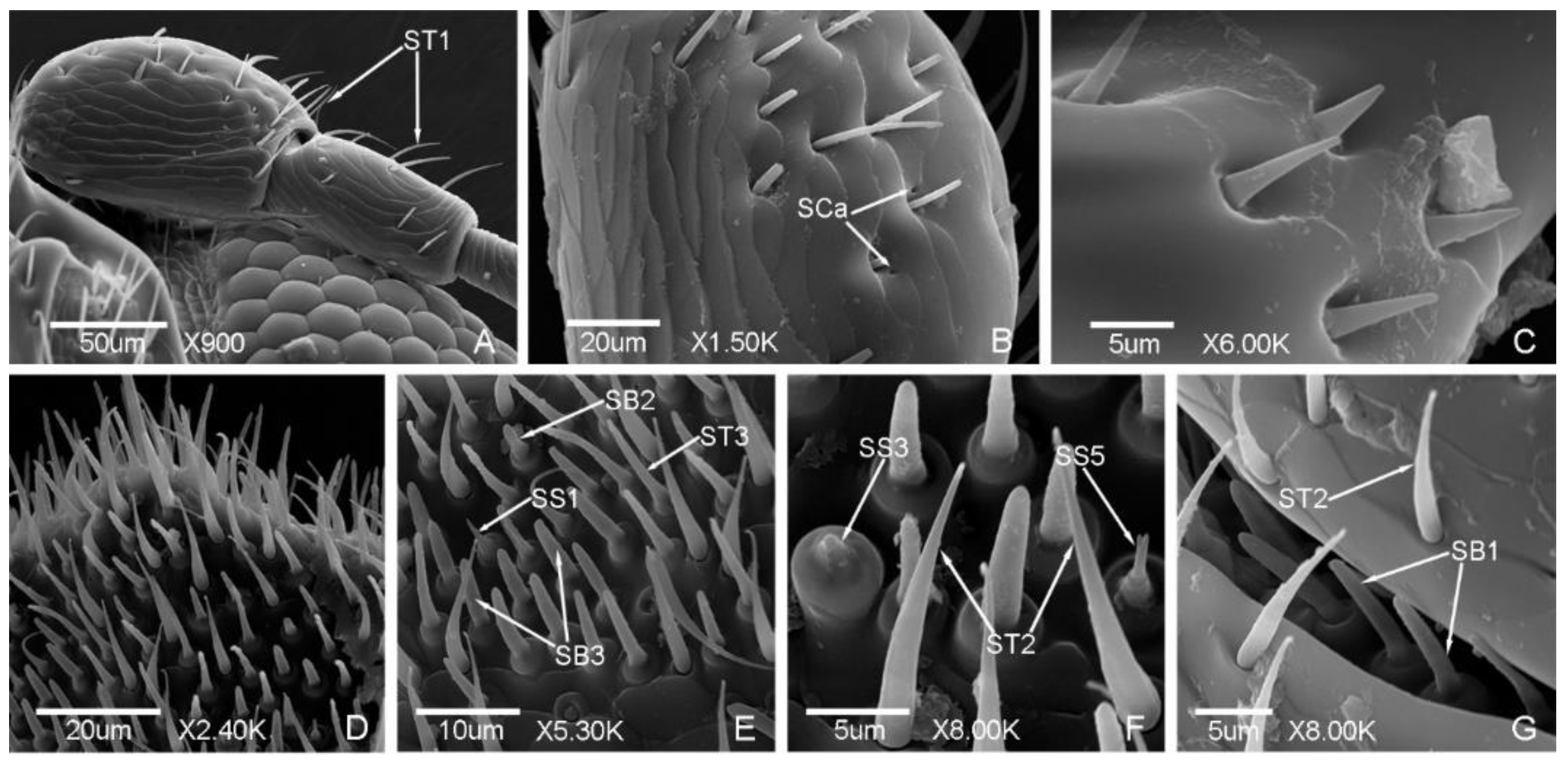 Insects 12 00659 g002 Insects 12 00659 g002