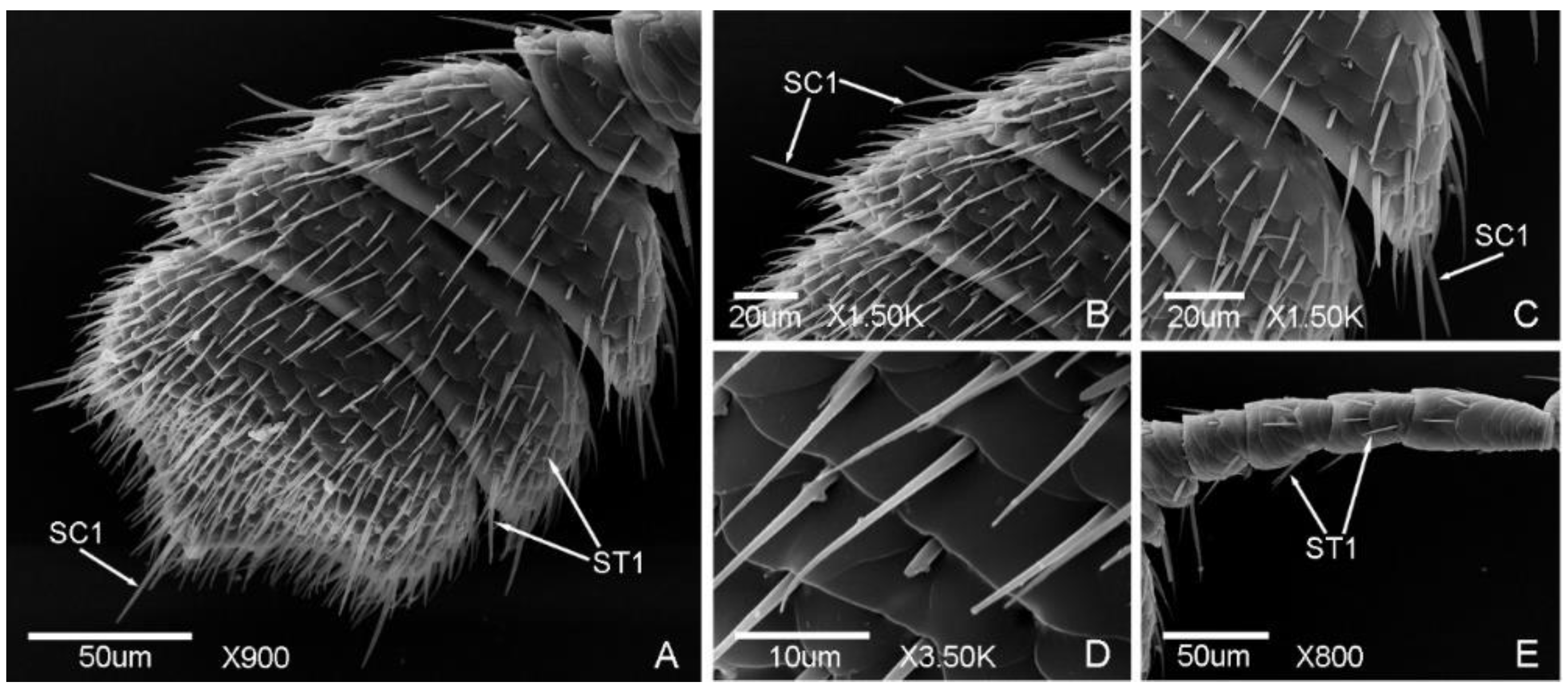 Insects 12 00659 g003 Insects 12 00659 g003