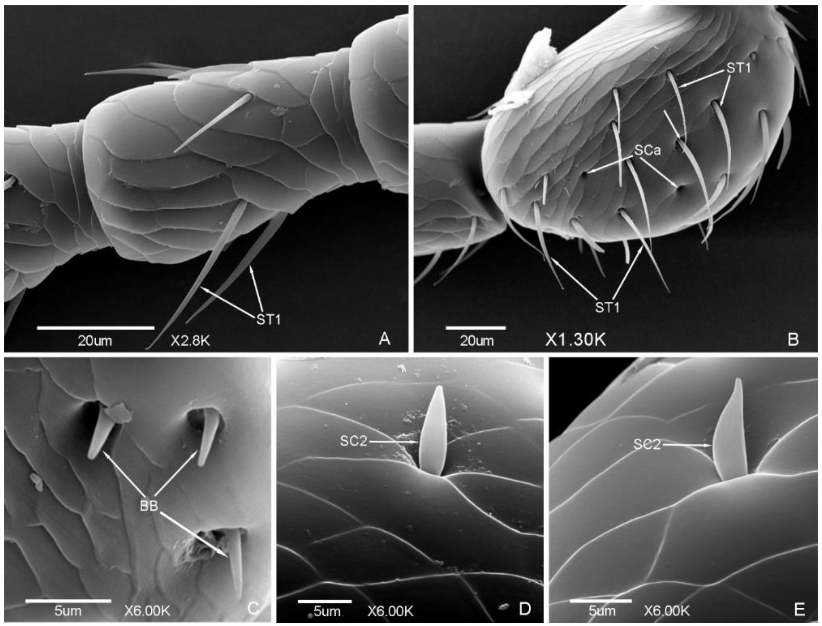 Insects 12 00659 g004 Insects 12 00659 g004