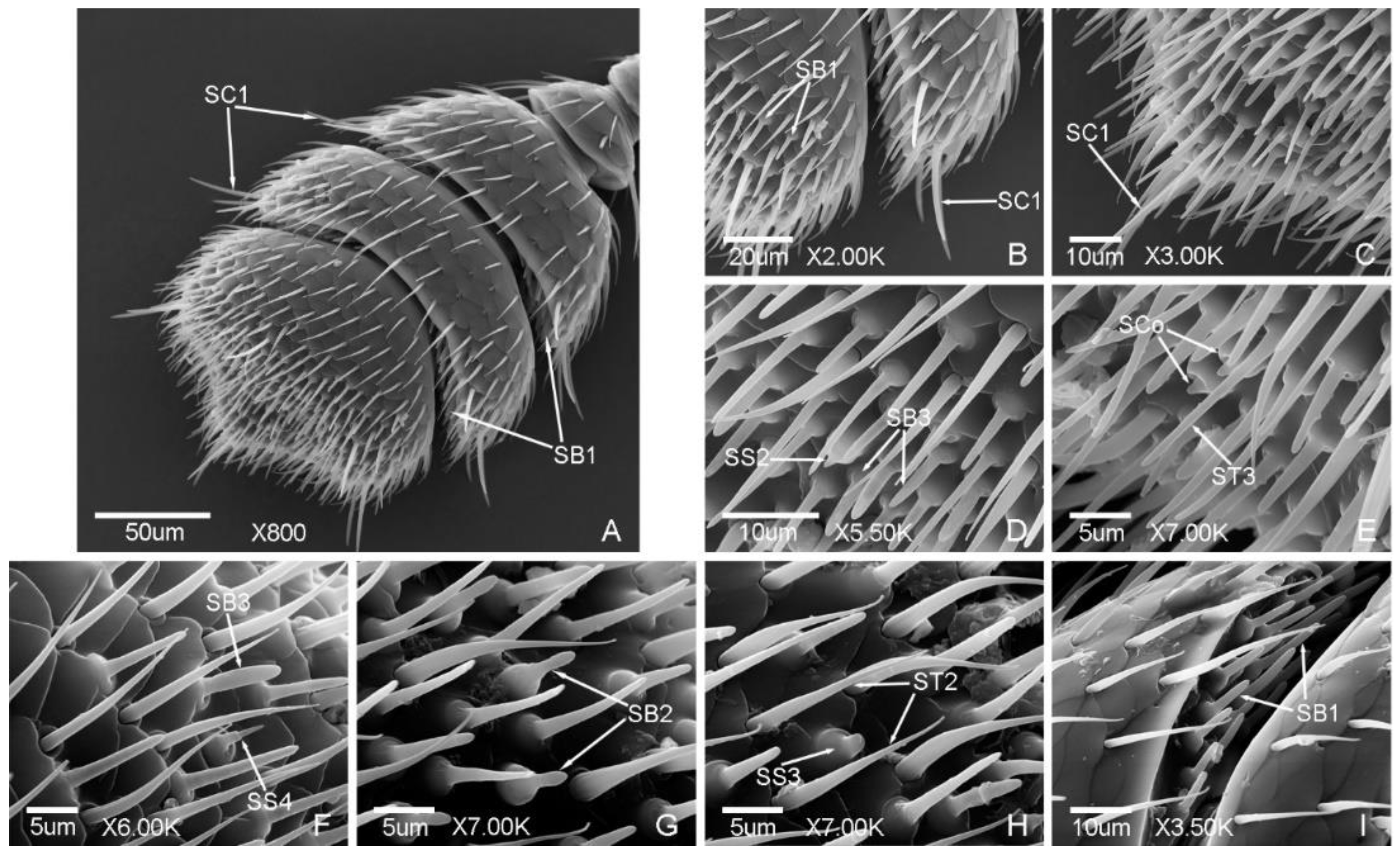 Insects 12 00659 g005 Insects 12 00659 g005
