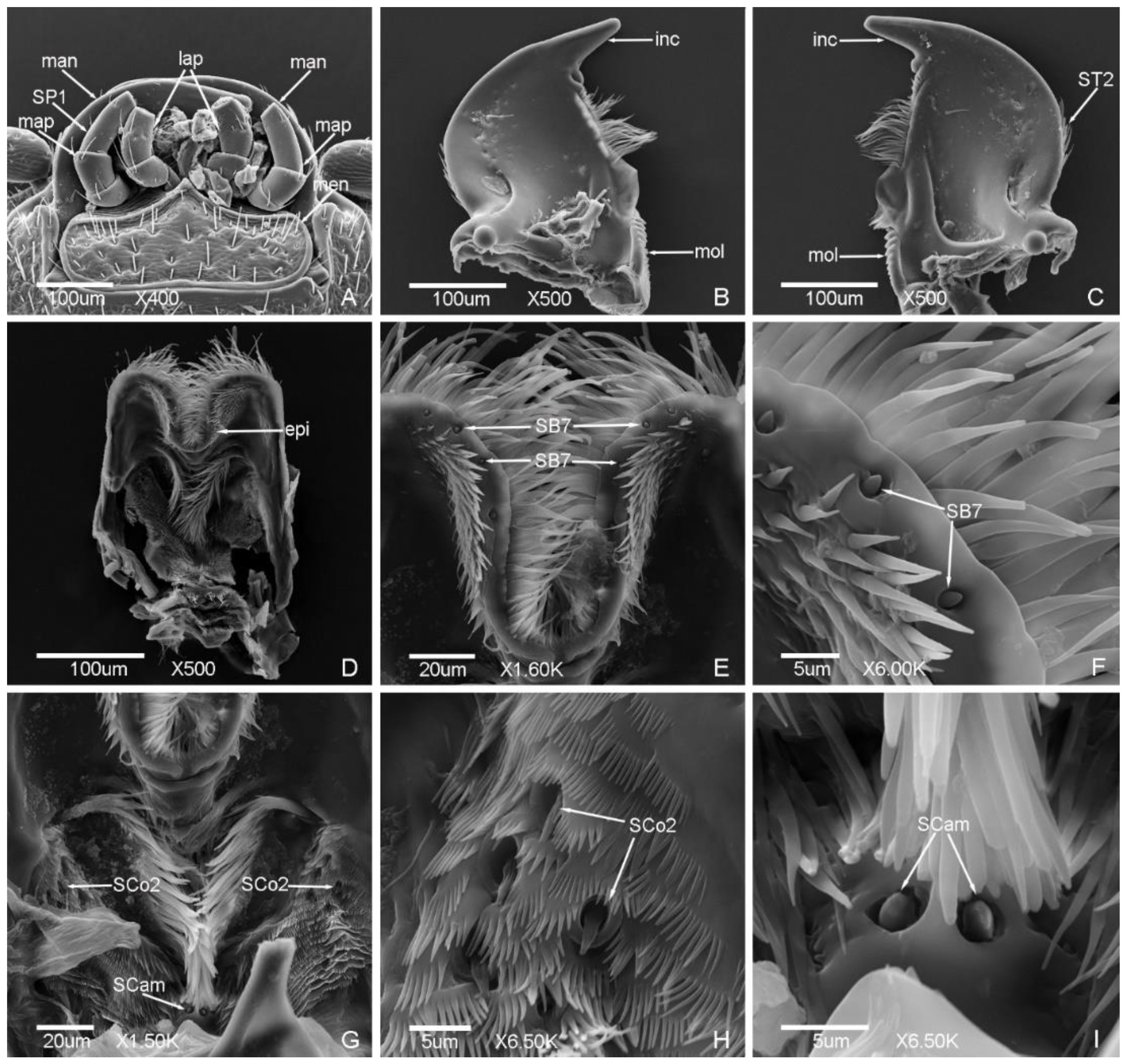 Insects 12 00659 g006 Insects 12 00659 g006