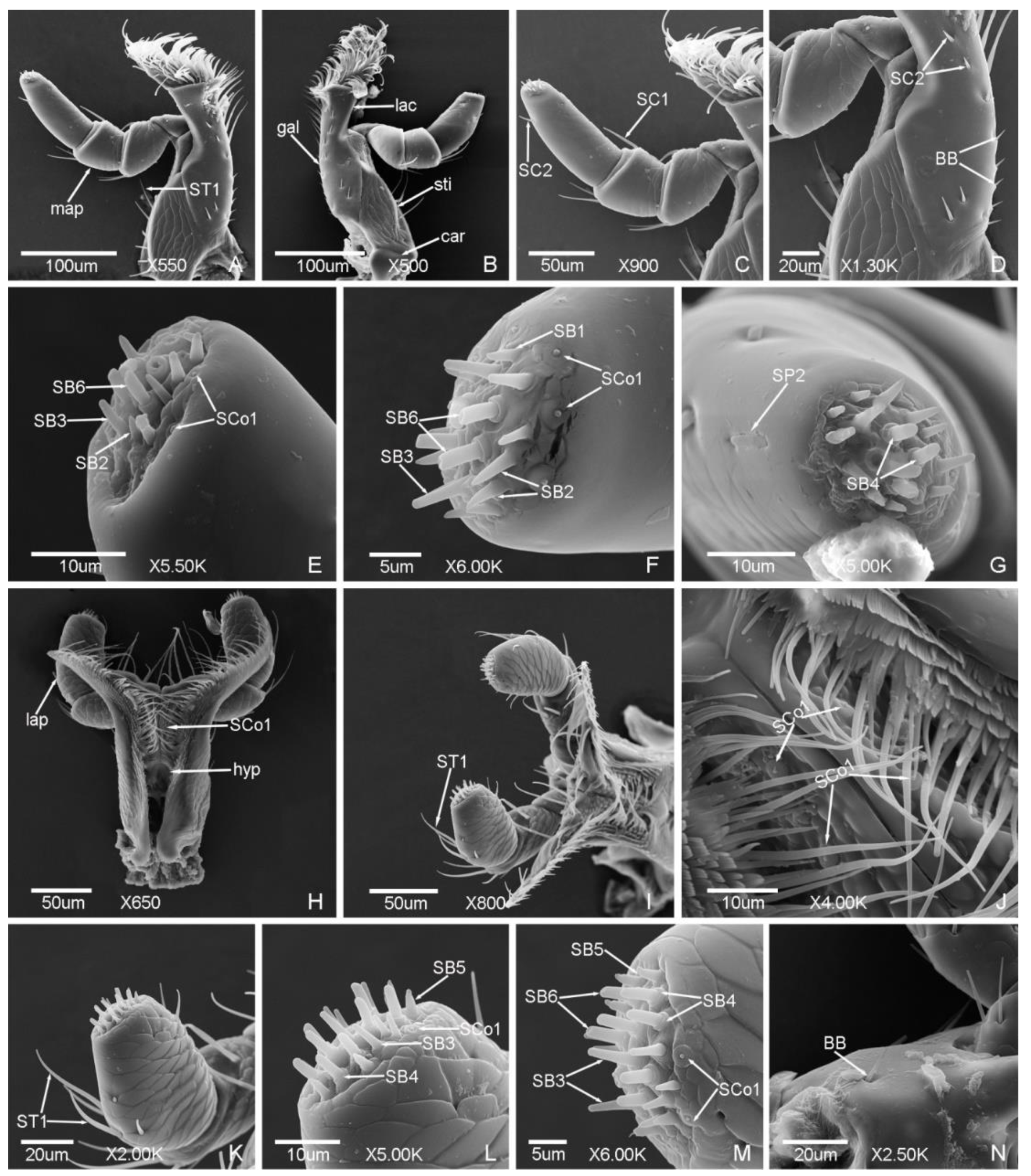 Insects 12 00659 g007 Insects 12 00659 g007