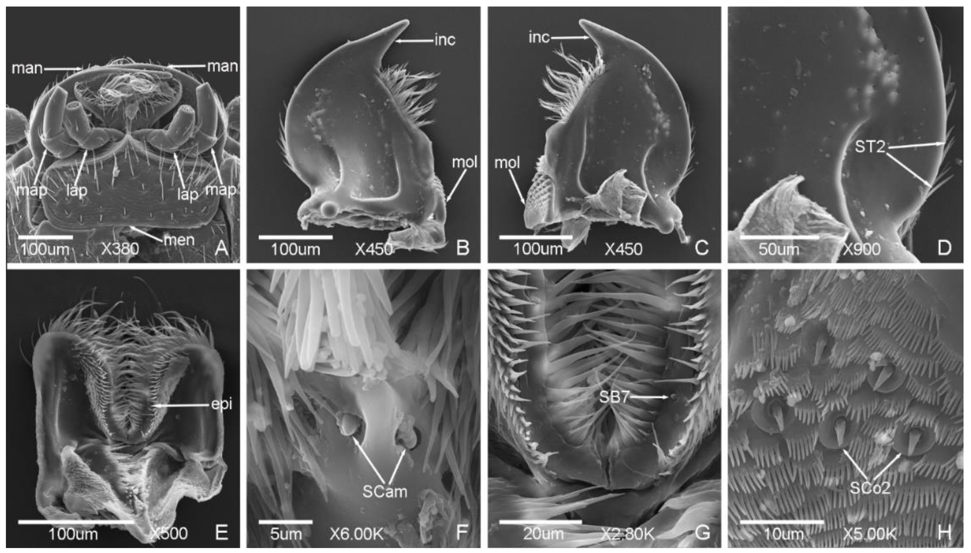 Insects 12 00659 g008 Insects 12 00659 g008