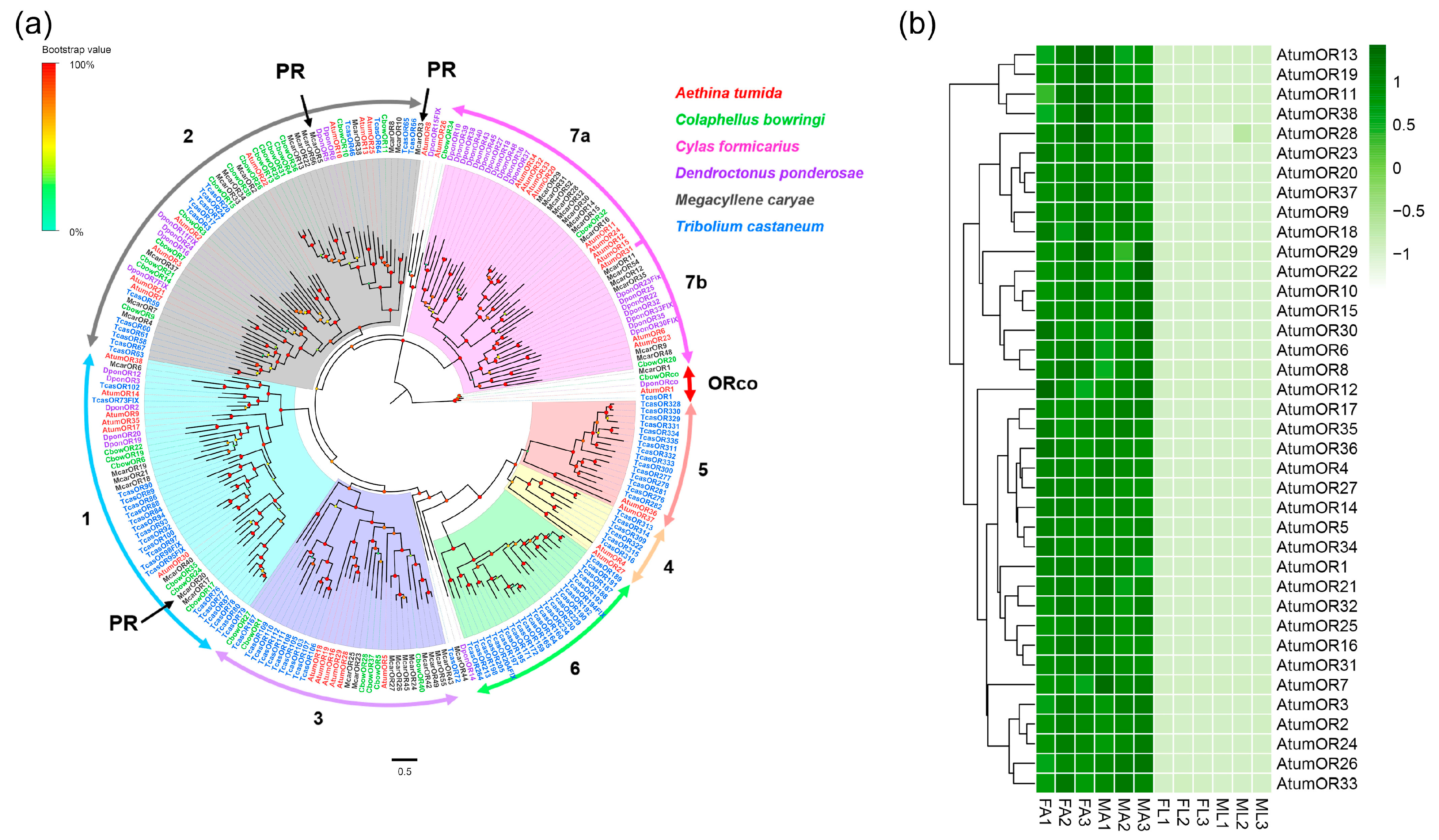 Insects 12 00661 g001