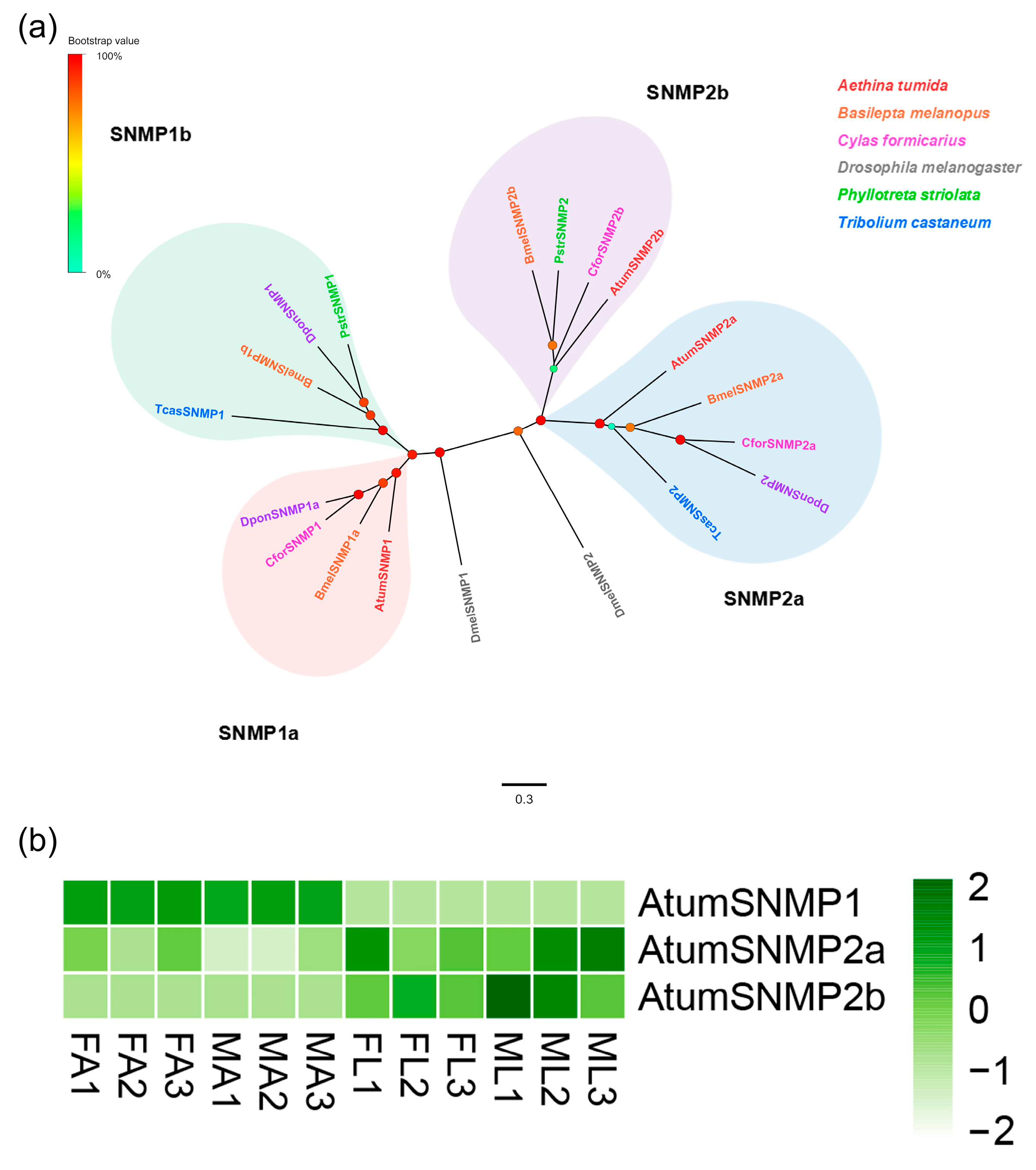 Insects 12 00661 g004