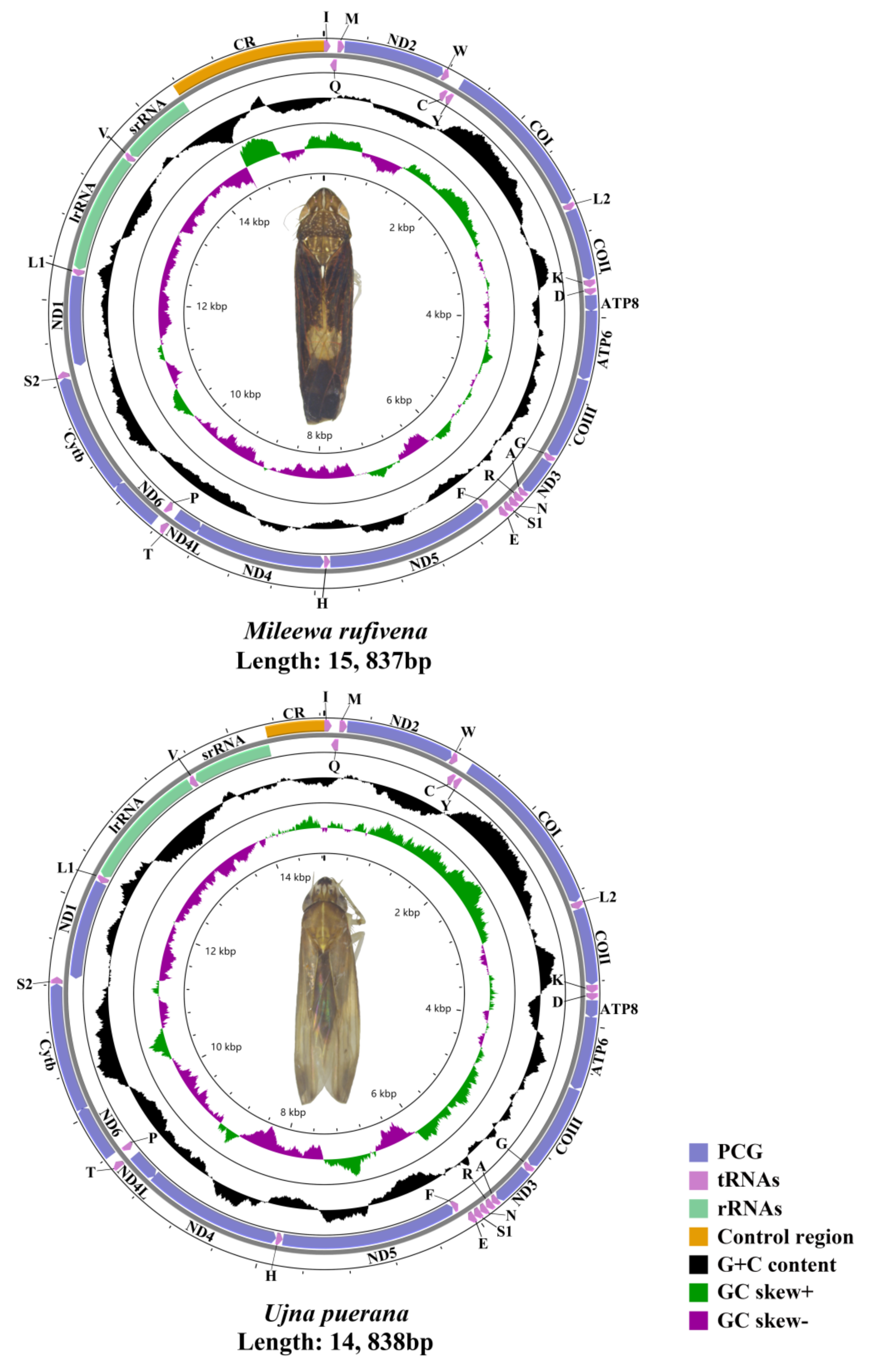 Insects 12 00668 g001