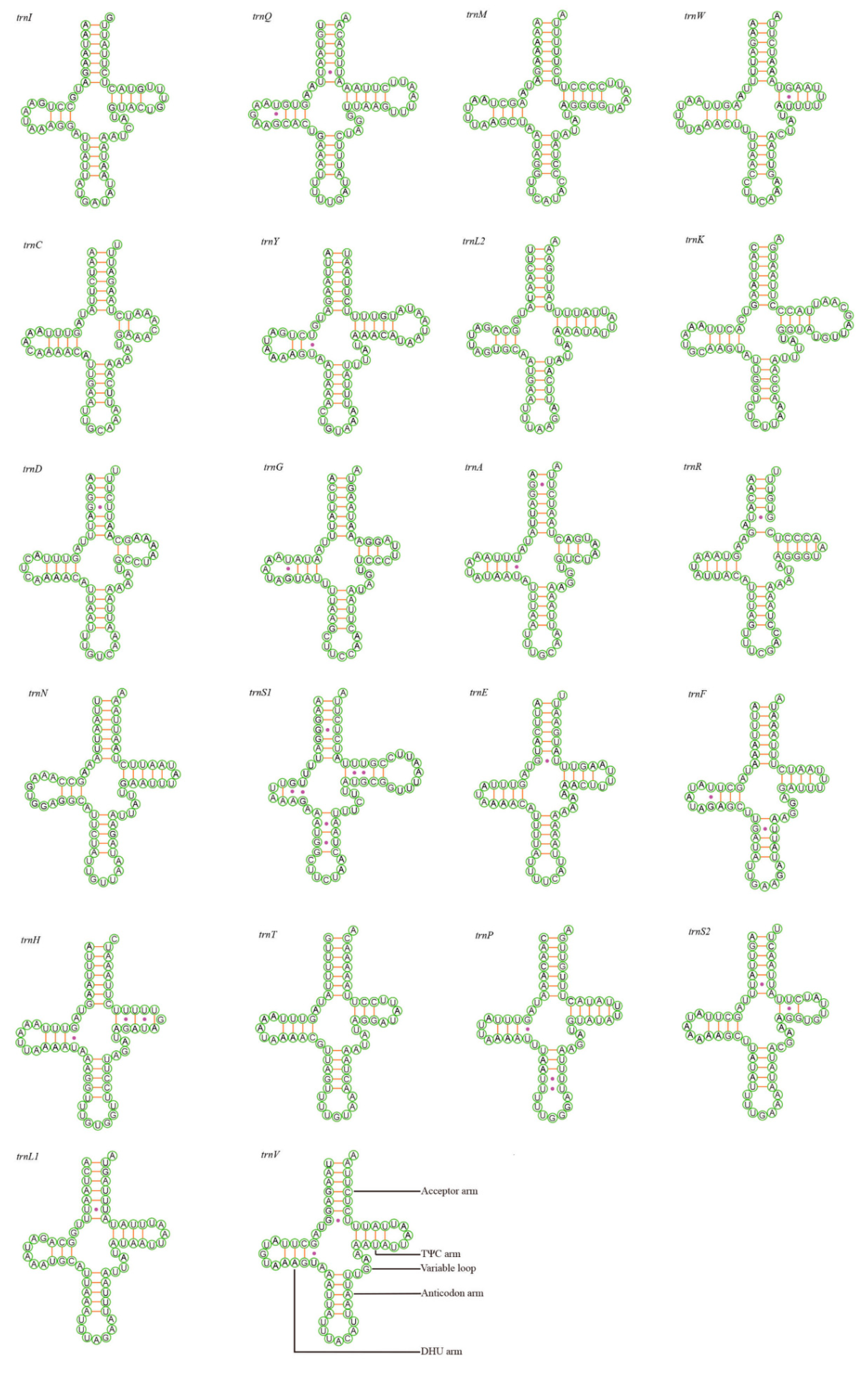 Insects 12 00678 g003