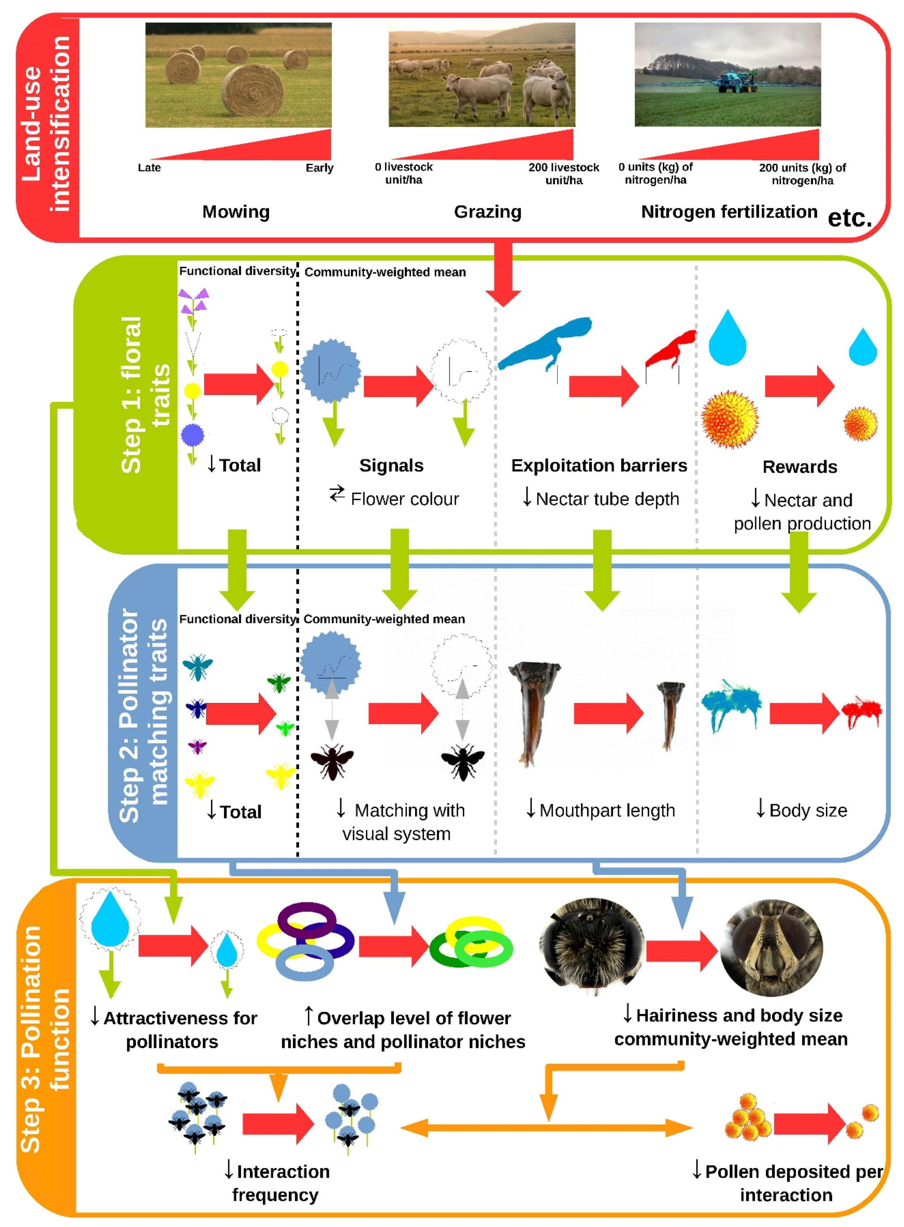 Insects 12 00680 g001 Insects 12 00680 g001