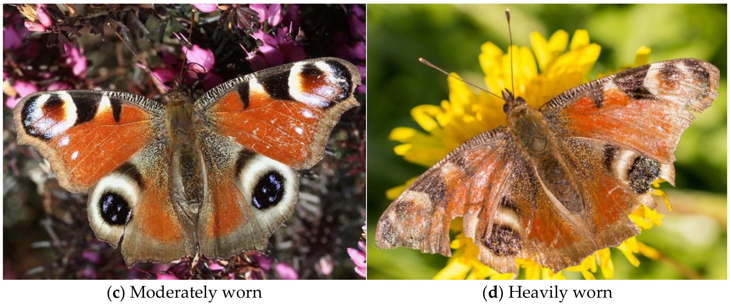 Insects 12 00683 g001b 550