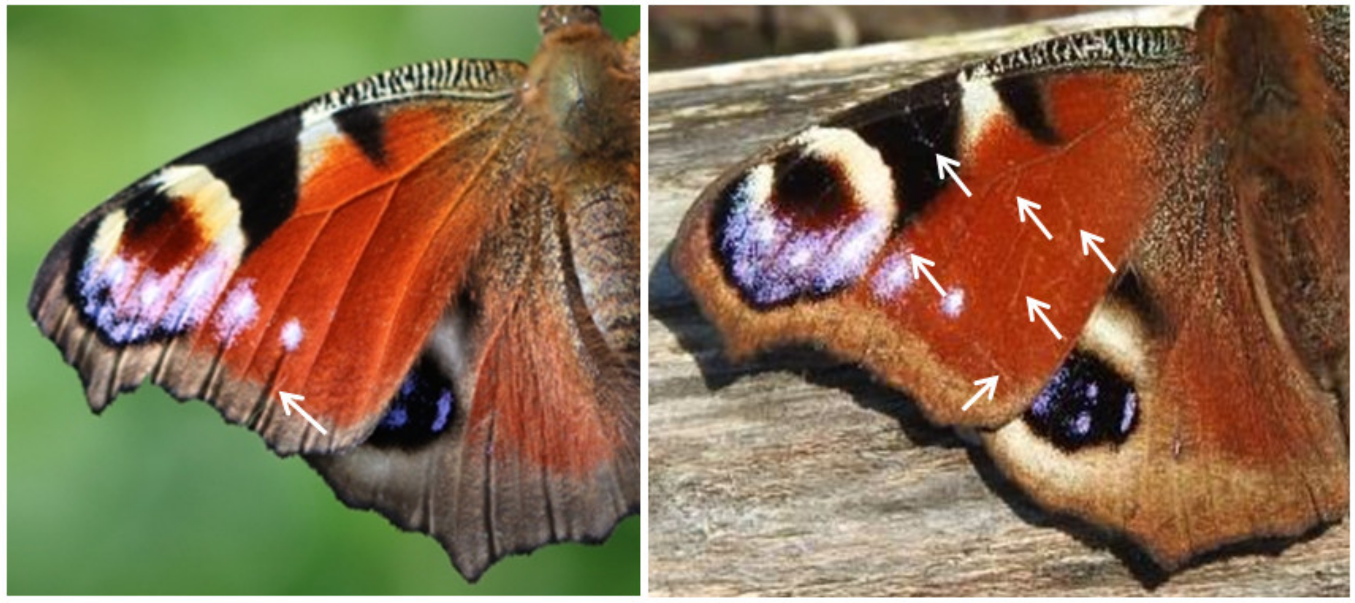 Insects 12 00683 g0a1 550