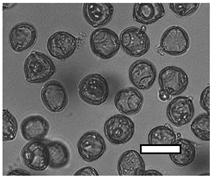 Insects 12 00685 i001 Insects 12 00685 i001