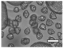 Insects 12 00685 i003 Insects 12 00685 i003