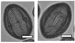 Insects 12 00685 i004 Insects 12 00685 i004