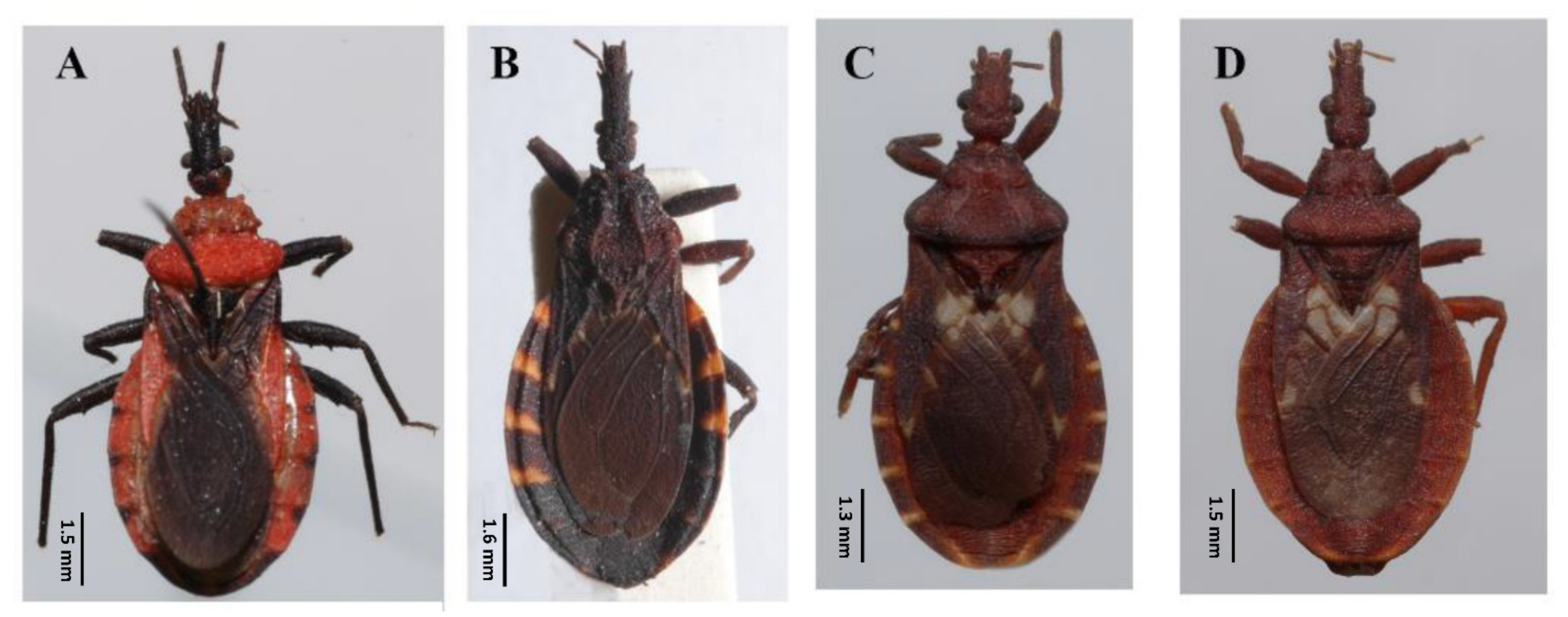 Insects 12 00686 g001 550