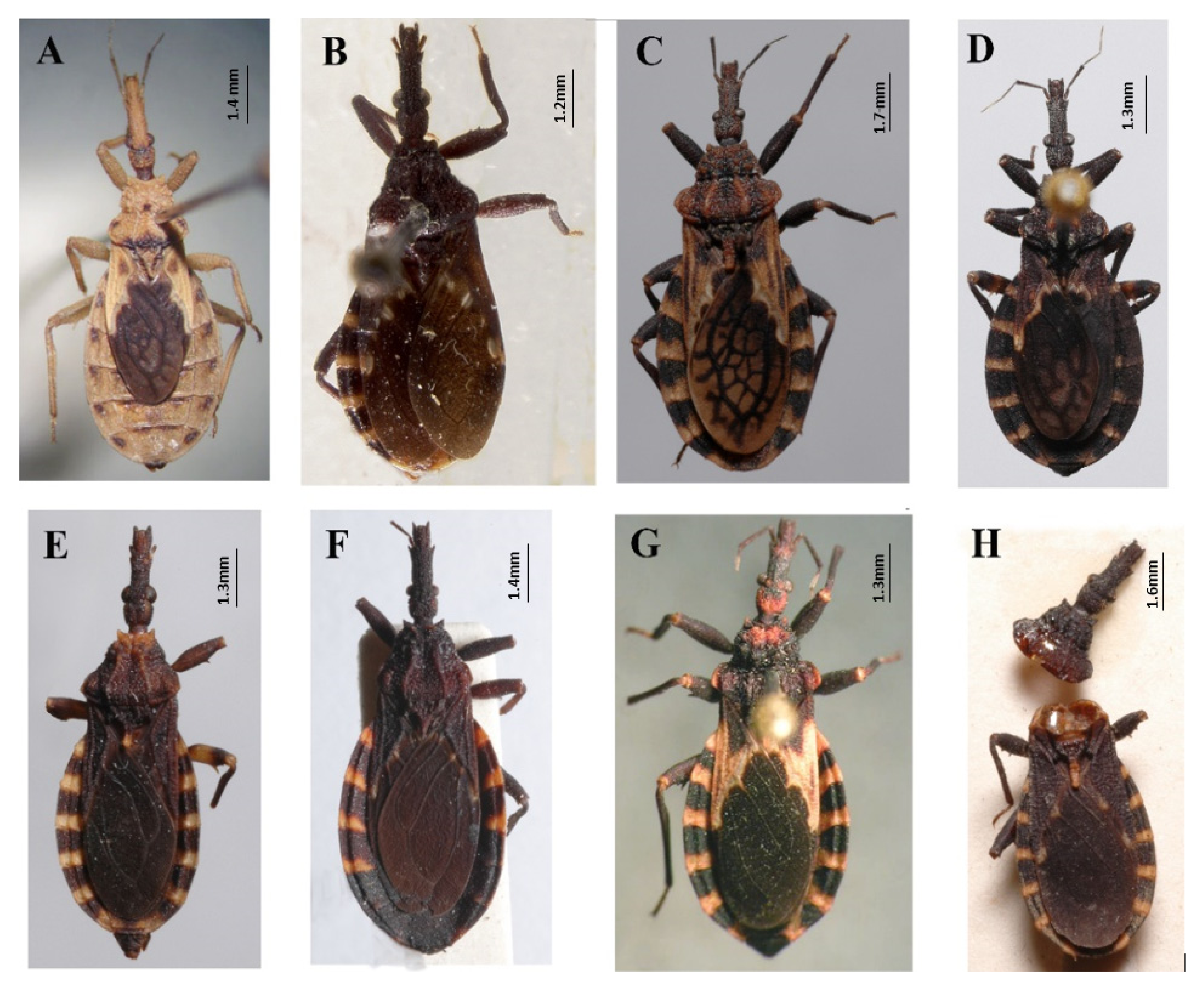 Insects 12 00686 g002 550