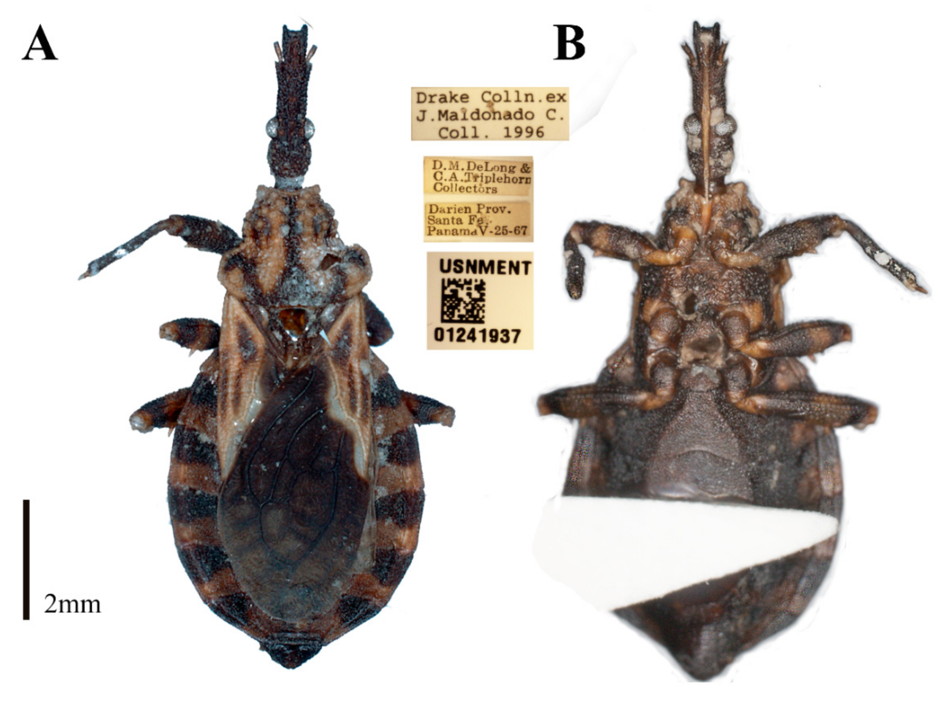 Insects 12 00686 g003 550