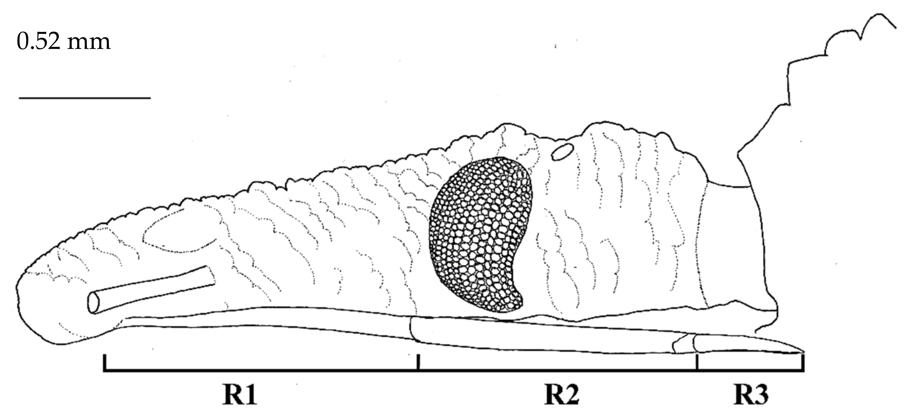 Insects 12 00686 g004 550