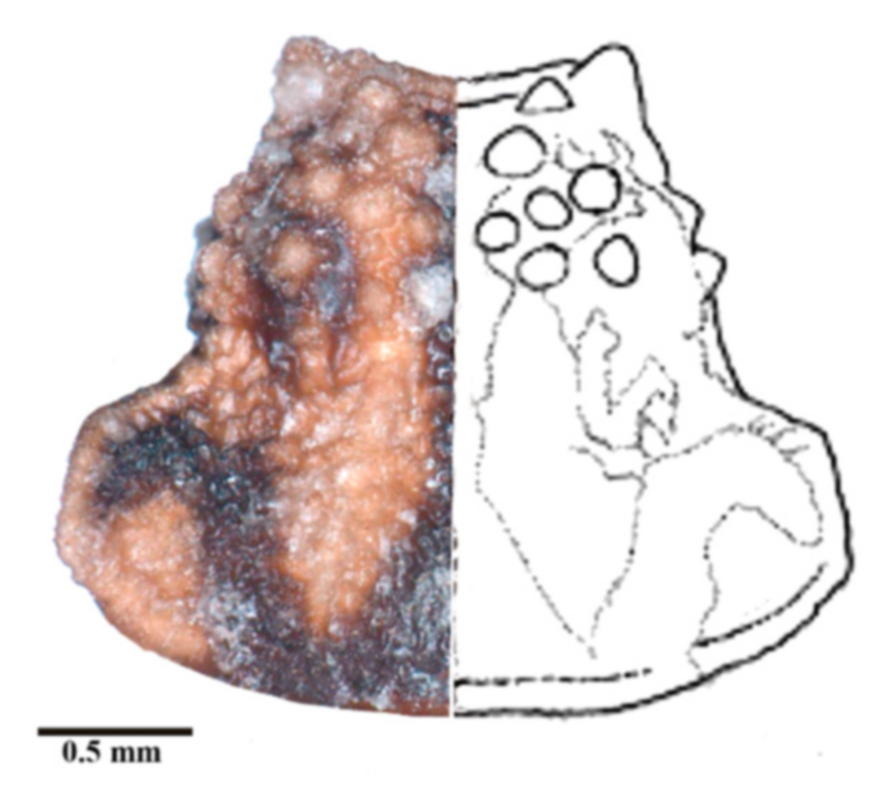 Insects 12 00686 g005 550